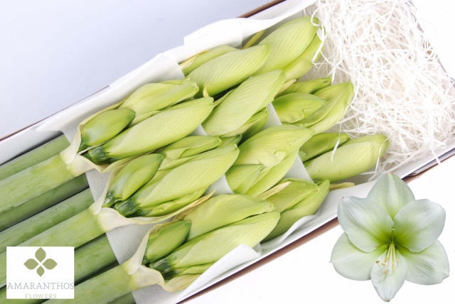 Амарилис Челленжер (бел.) x10, шт.