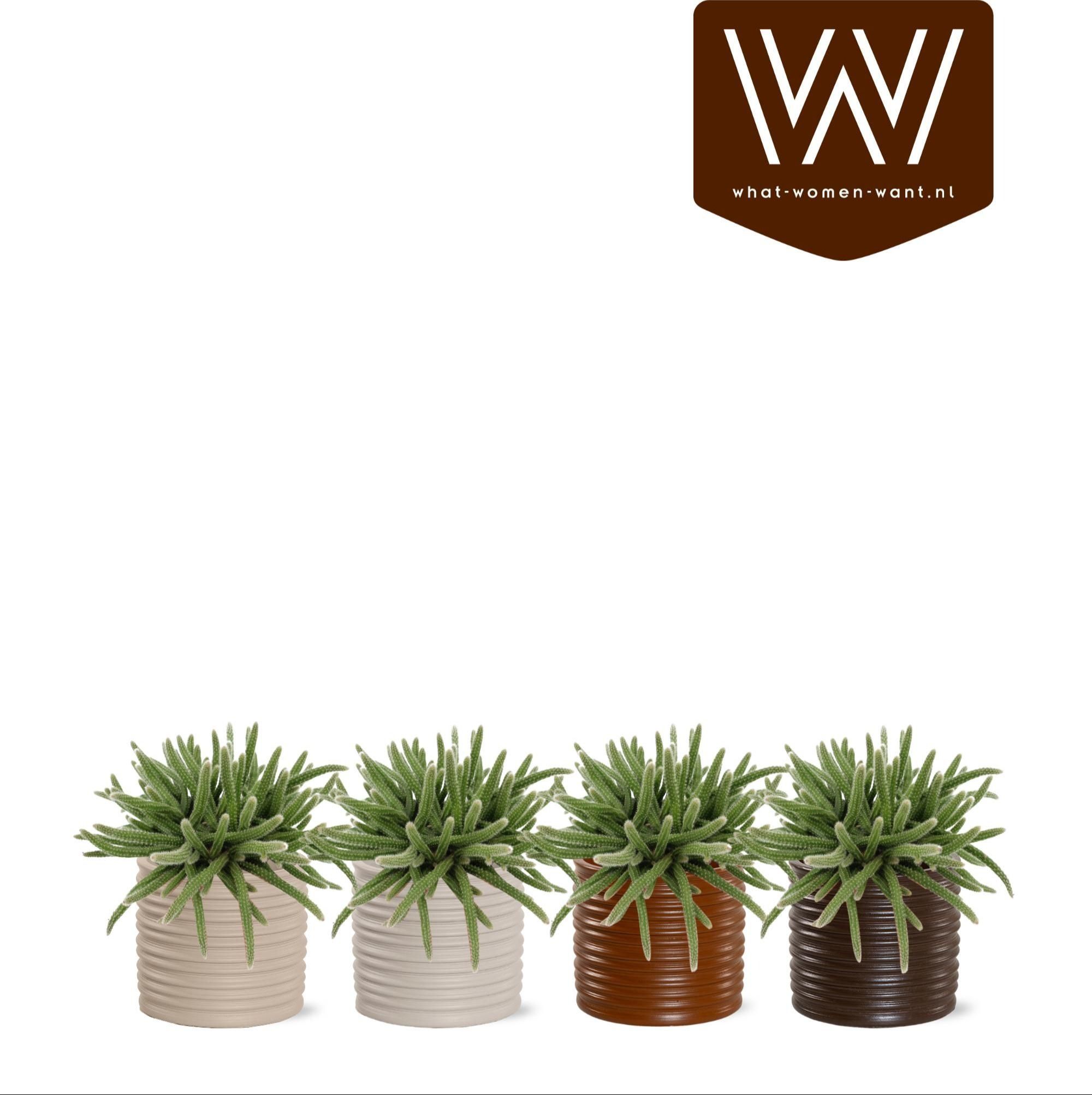 Rhipsalis Horrida in Holly, D 12,5