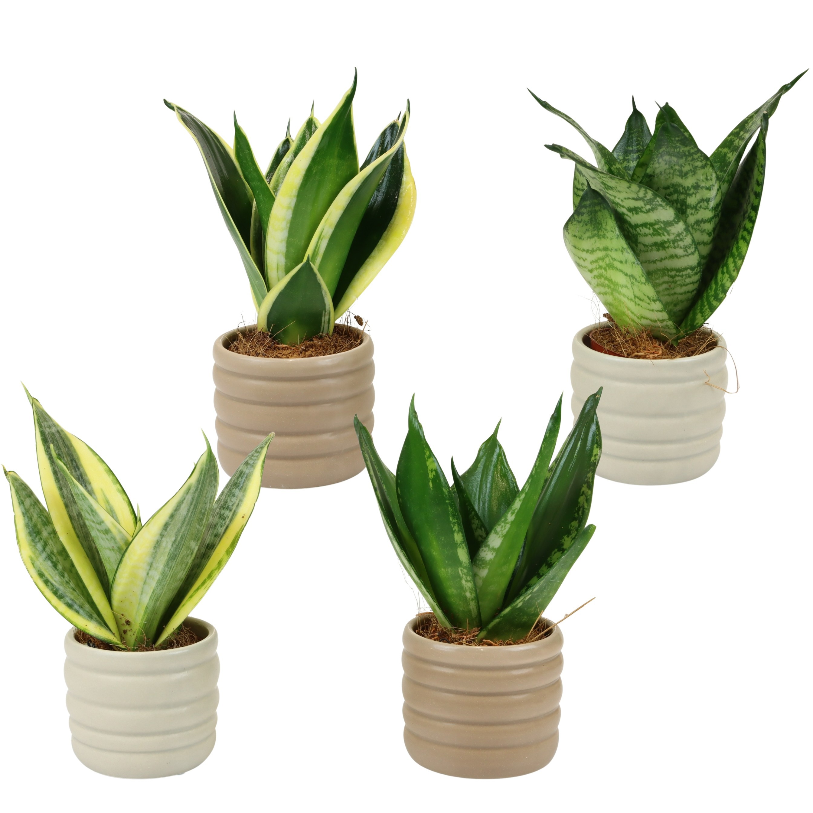 Stream with Sansevieria hahni mix, D 6