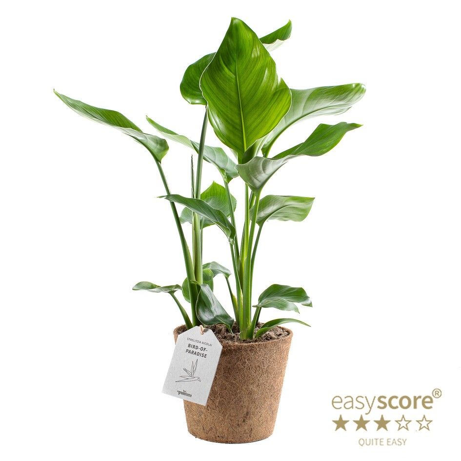 Strelitzia nicolai - COCOZ, D 17