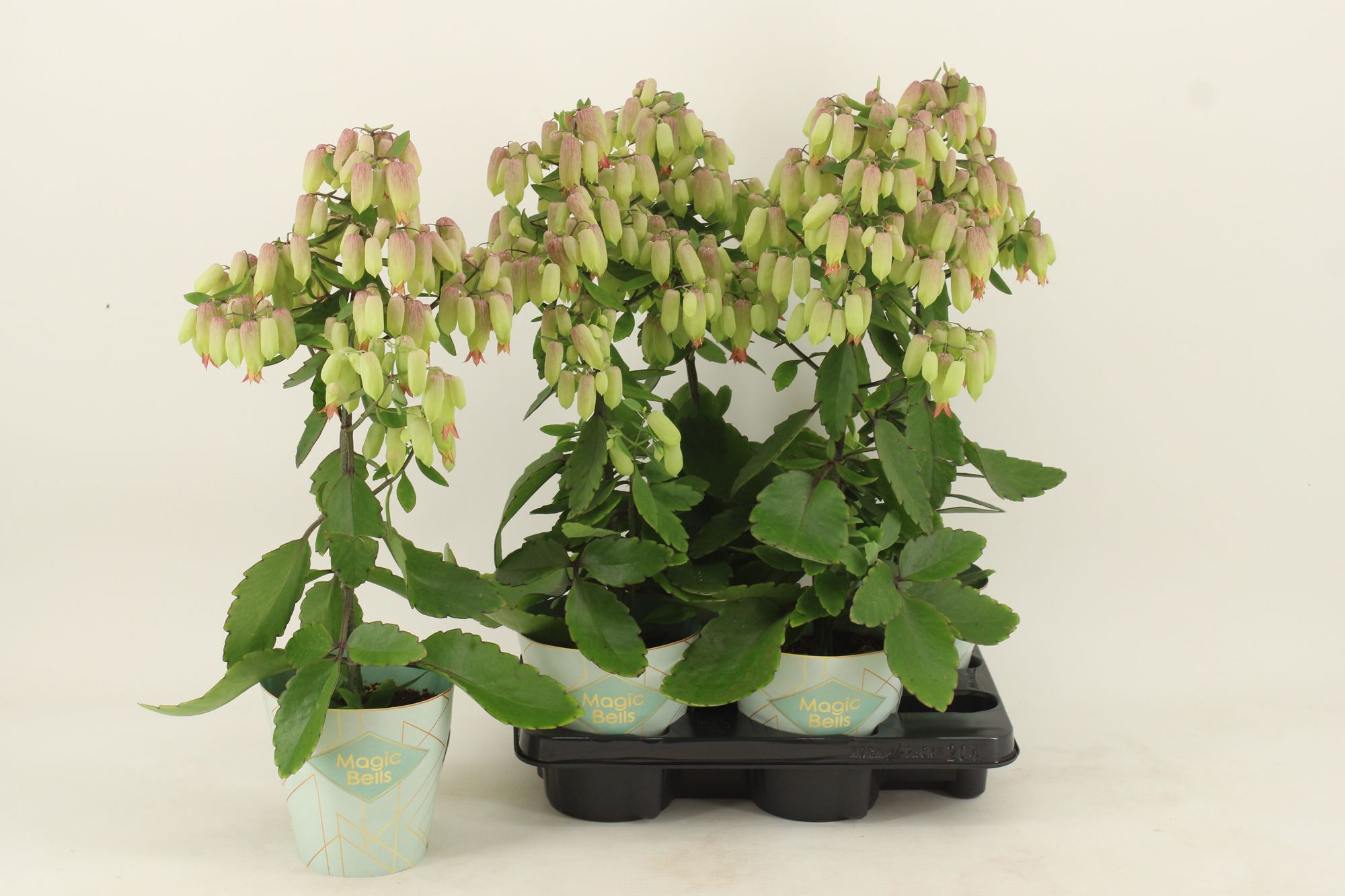 Kalanchoe Magic Bells, D 14