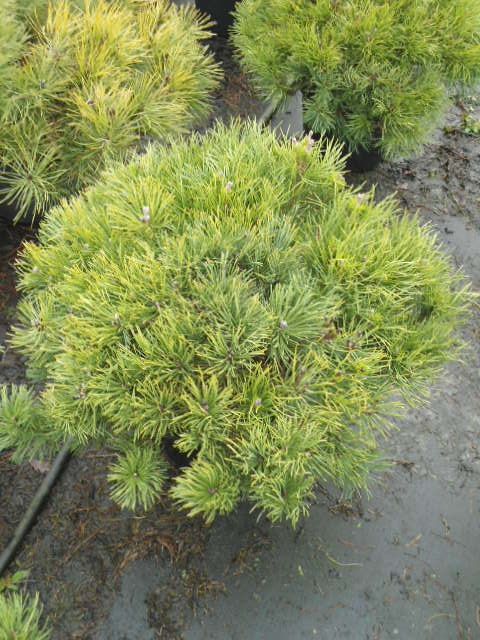 Pinus mugo mughus, D 32