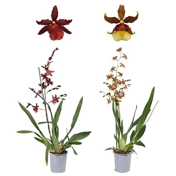 Cambria p12 mix 1T, D 12