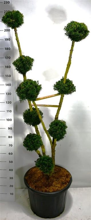 Taxus media 'Hillii', D 54