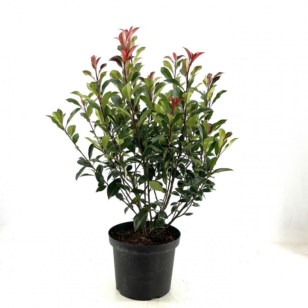 Photinia fraseri Carré Rouge, D 29