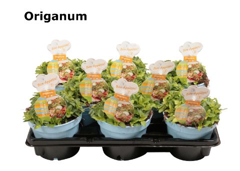 Origanum geel, D 12 cm