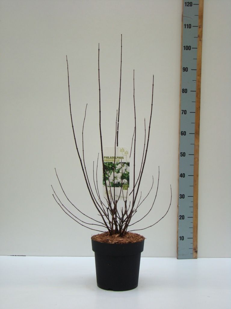 Philadelphus 'Snowbelle' 4,6, D 23