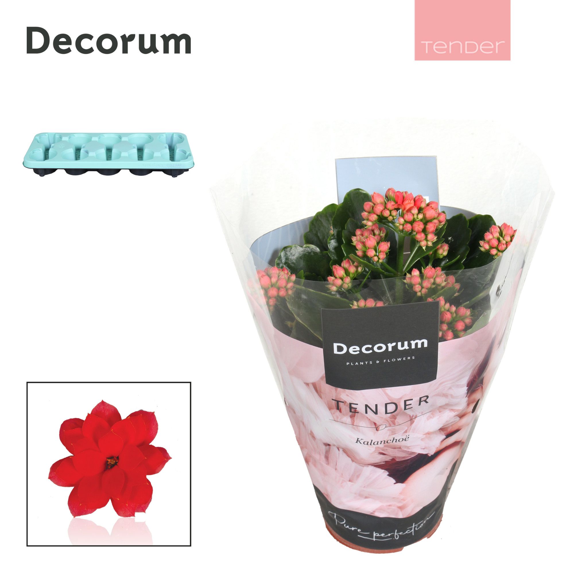 Kalanchoe Decorum TENDER - Serenity Light Red, D 10,5