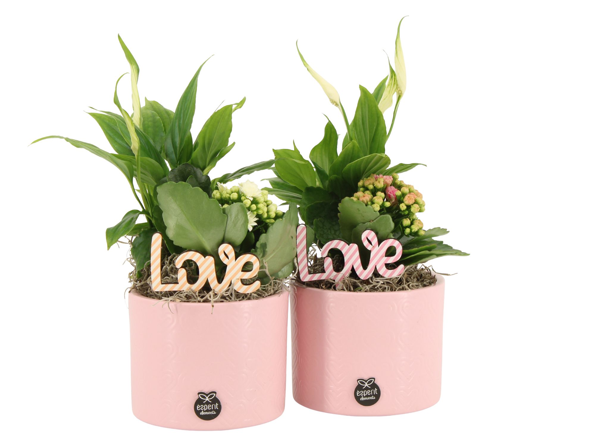 21885: Lovess arrangement, D 12