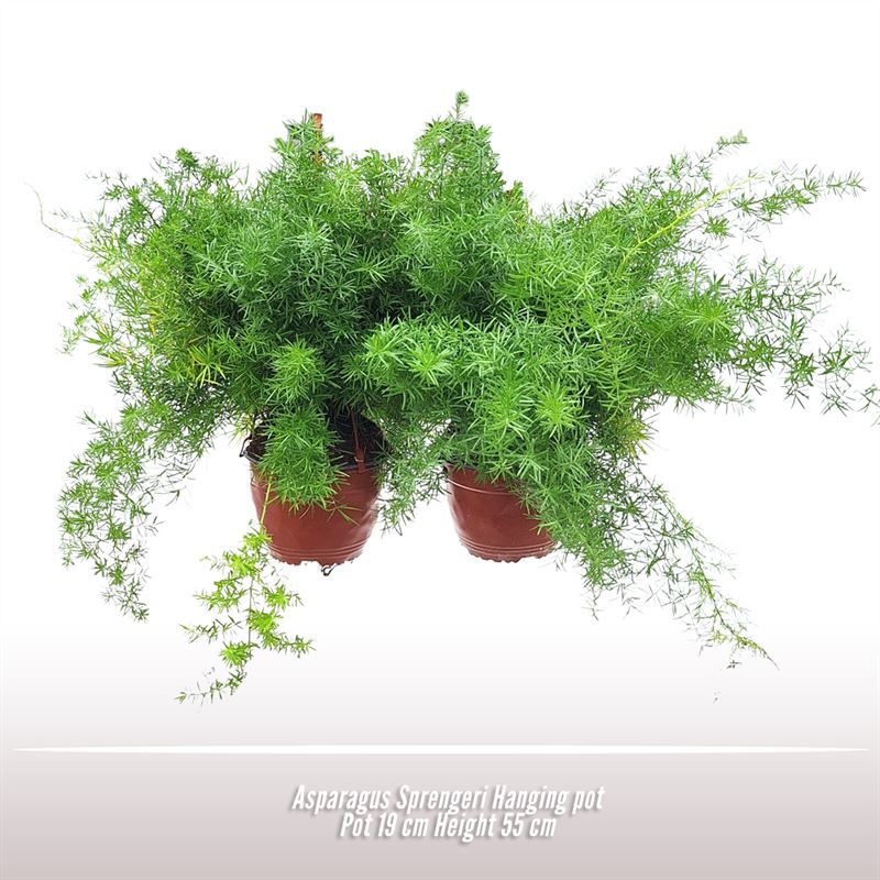 Asparagus Sprengeri, D 19