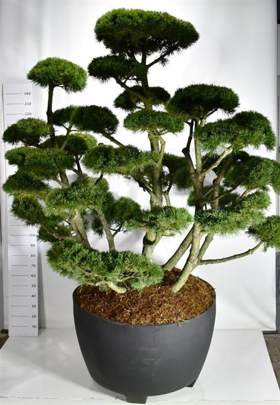 Pinus mugo 'Gnom', D 112