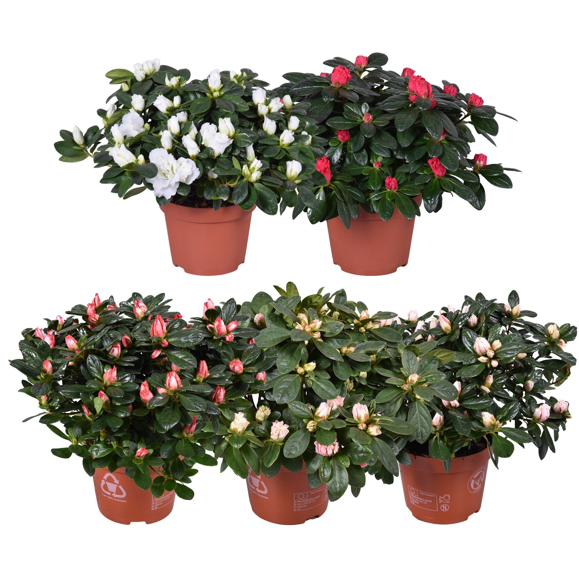 Azalea gemengd (Voorjaar soorten) 13cm, D 13