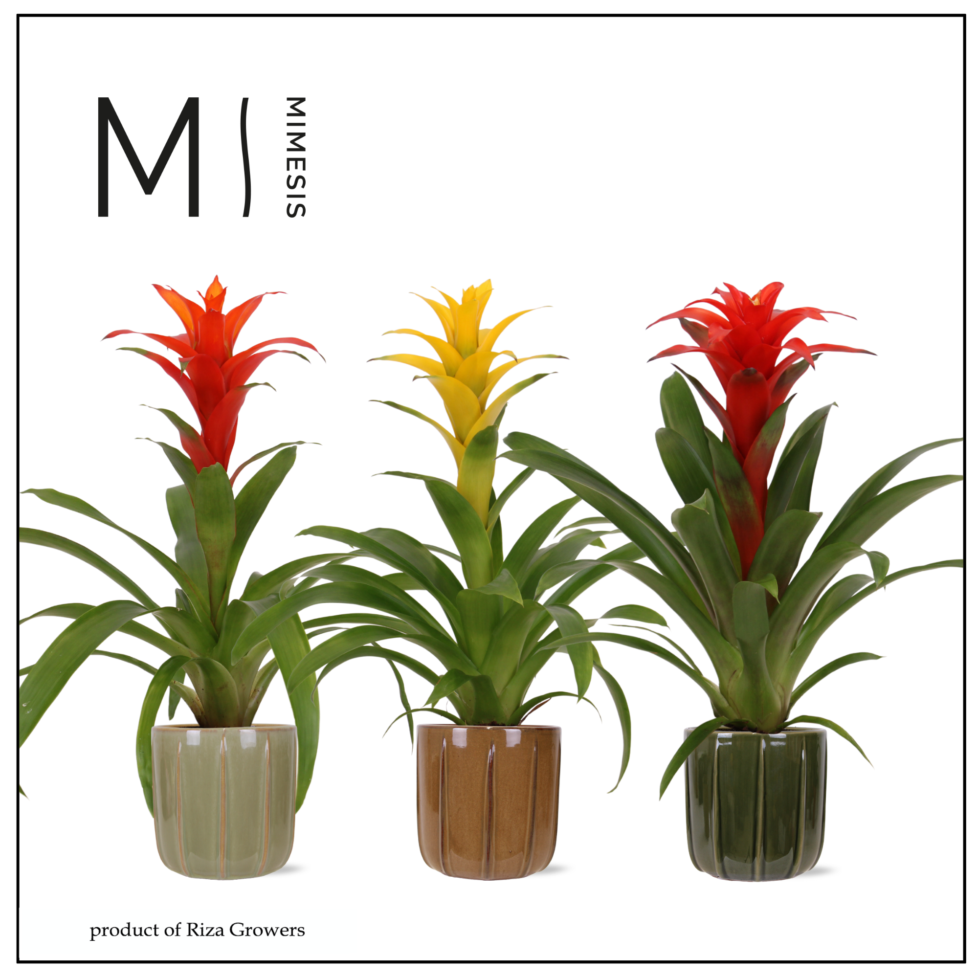 Guzmania Nature - 12cm in Peru | Mimesis, D 12