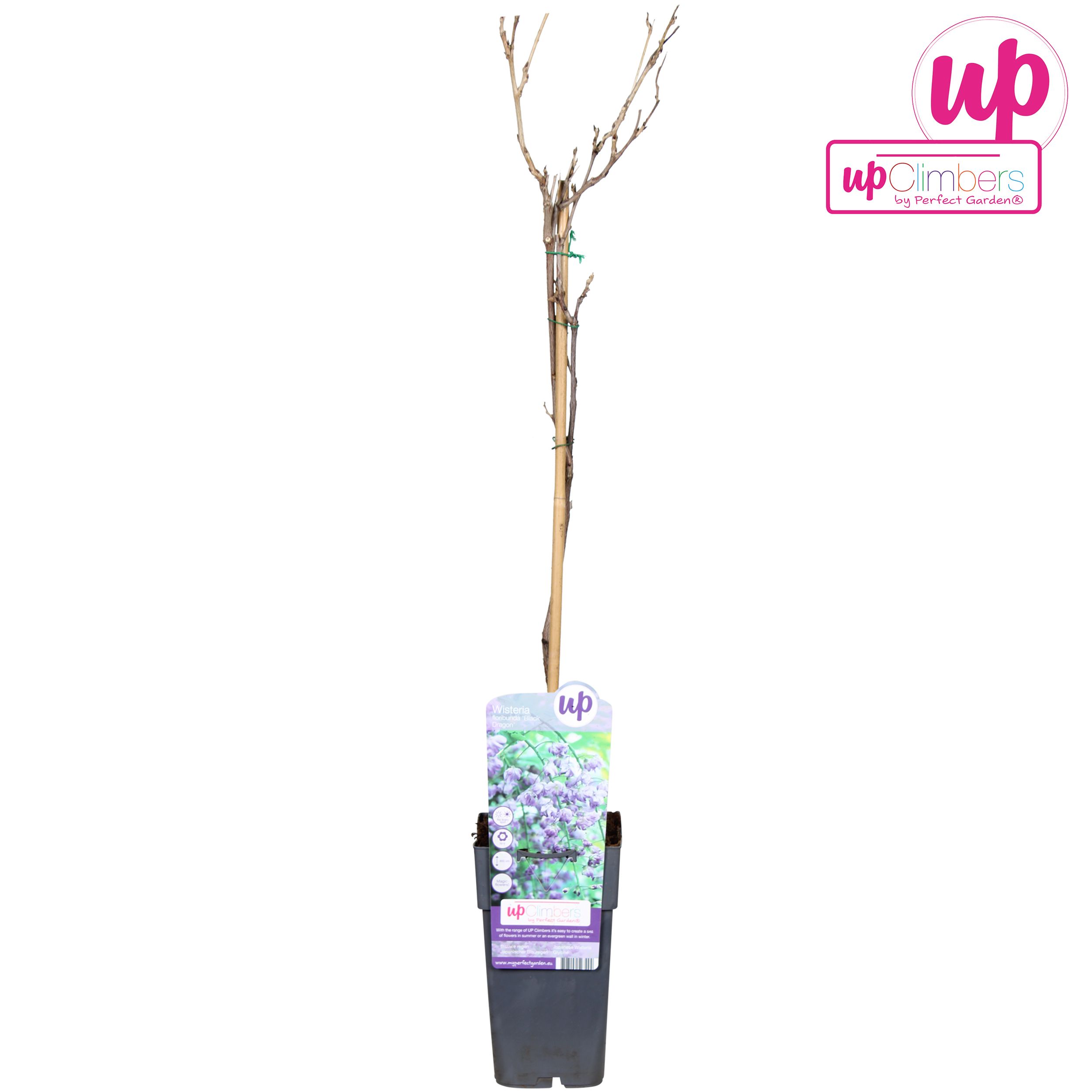 Wisteria floribunda Black Dragon P15, D 15