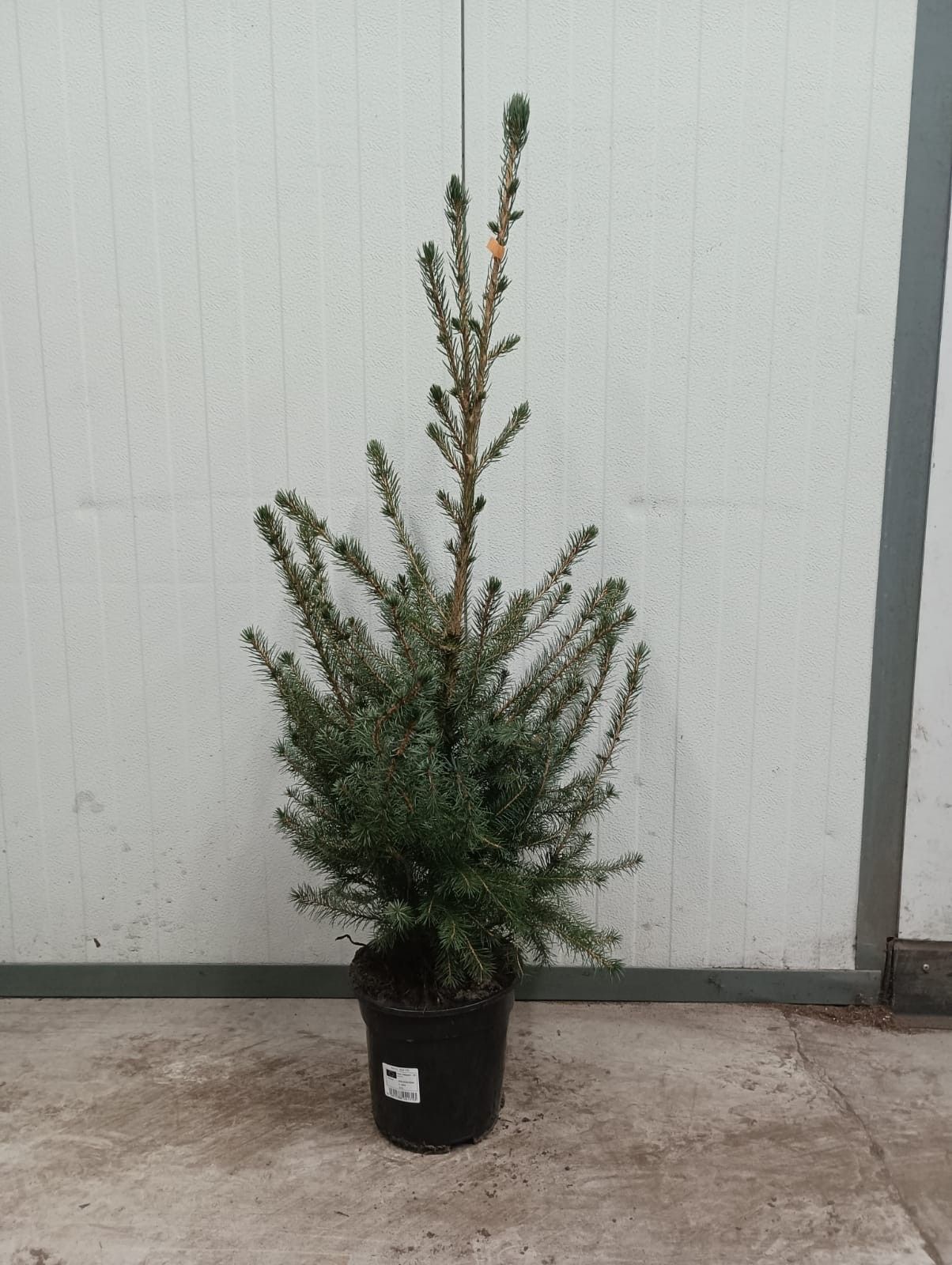 Picea Omorika plantmaat 100+, D 19