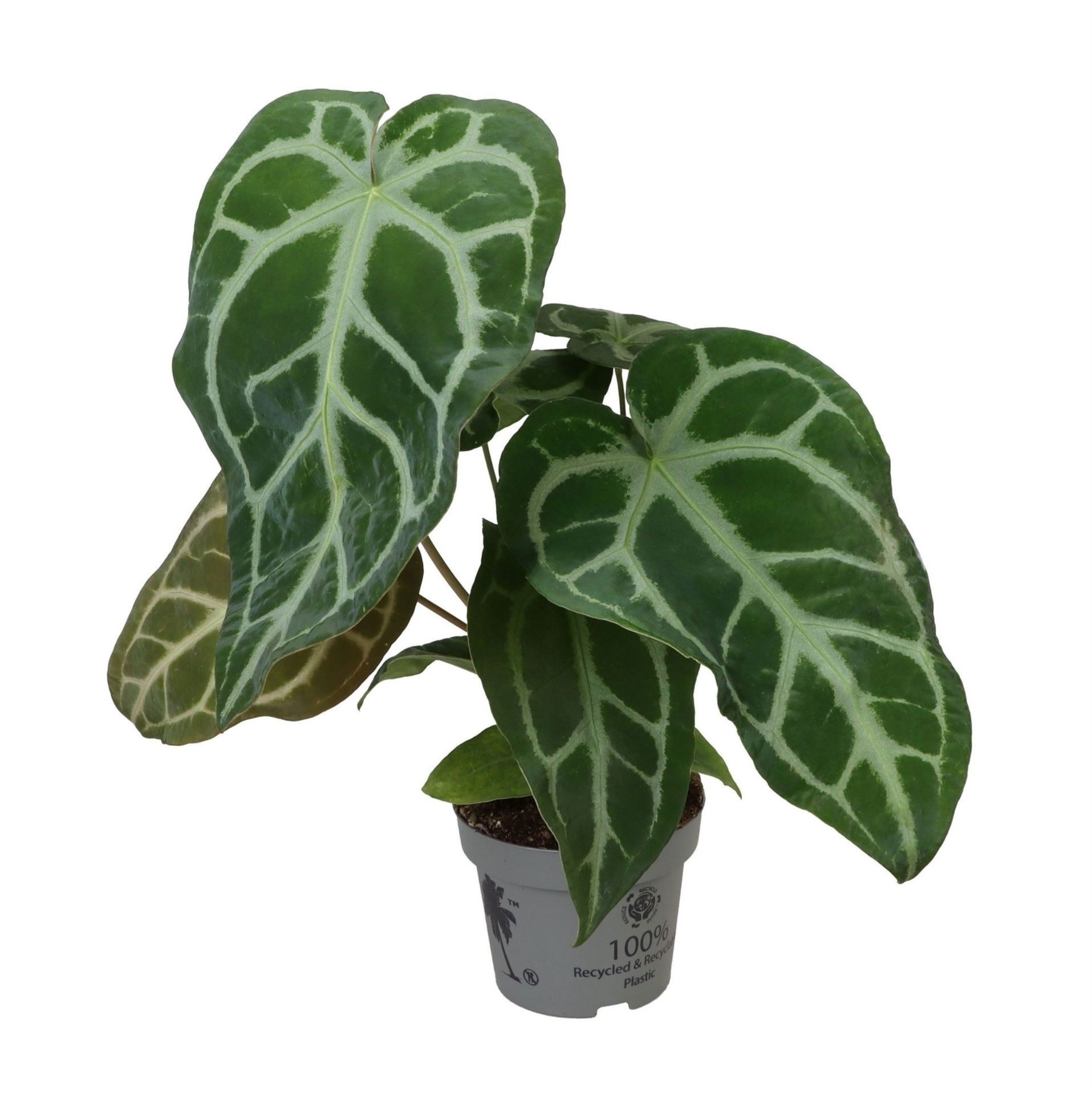 Anthurium Magnificum 12 cm, D 12