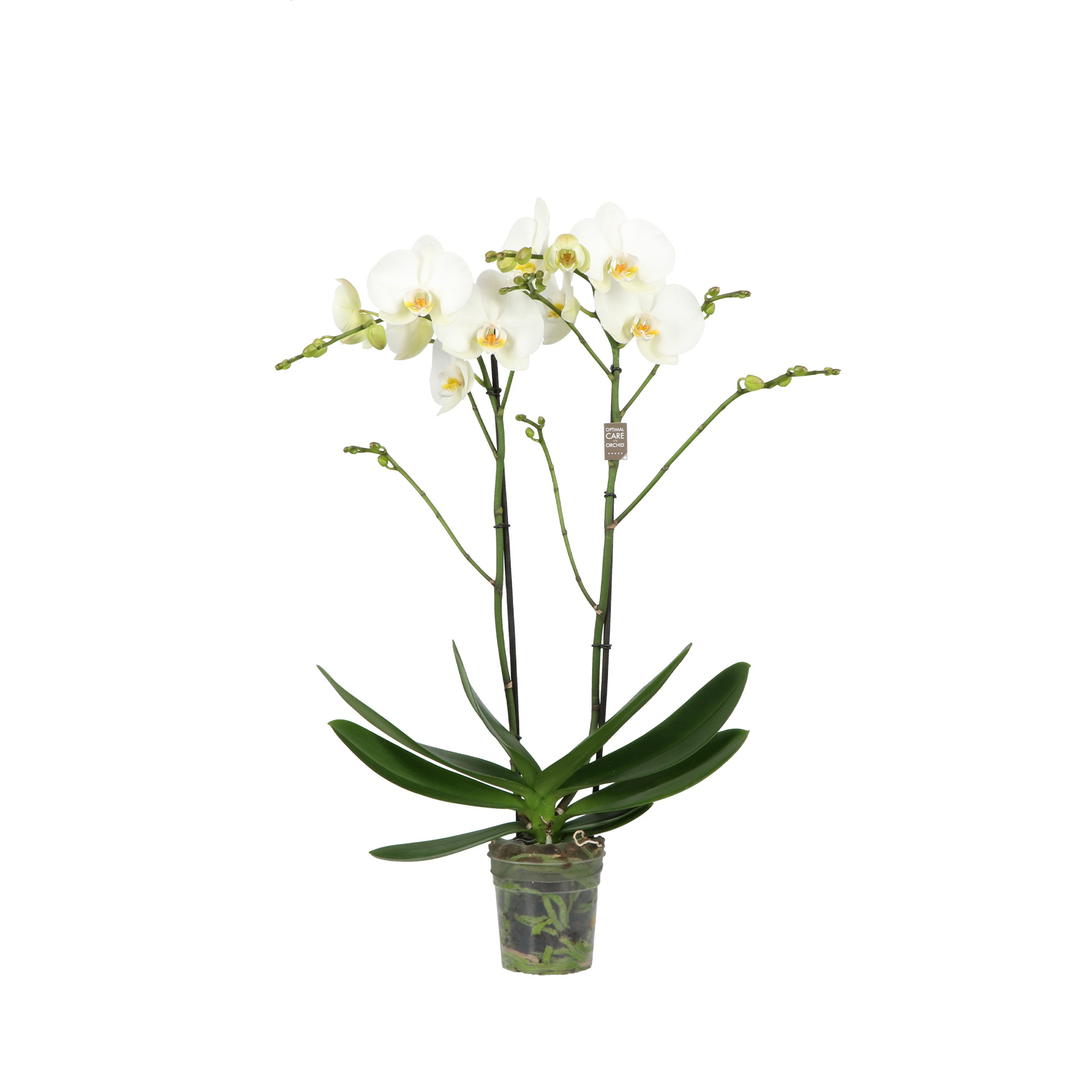 Funda P12 Bach 2 spike 70 cm, D 12