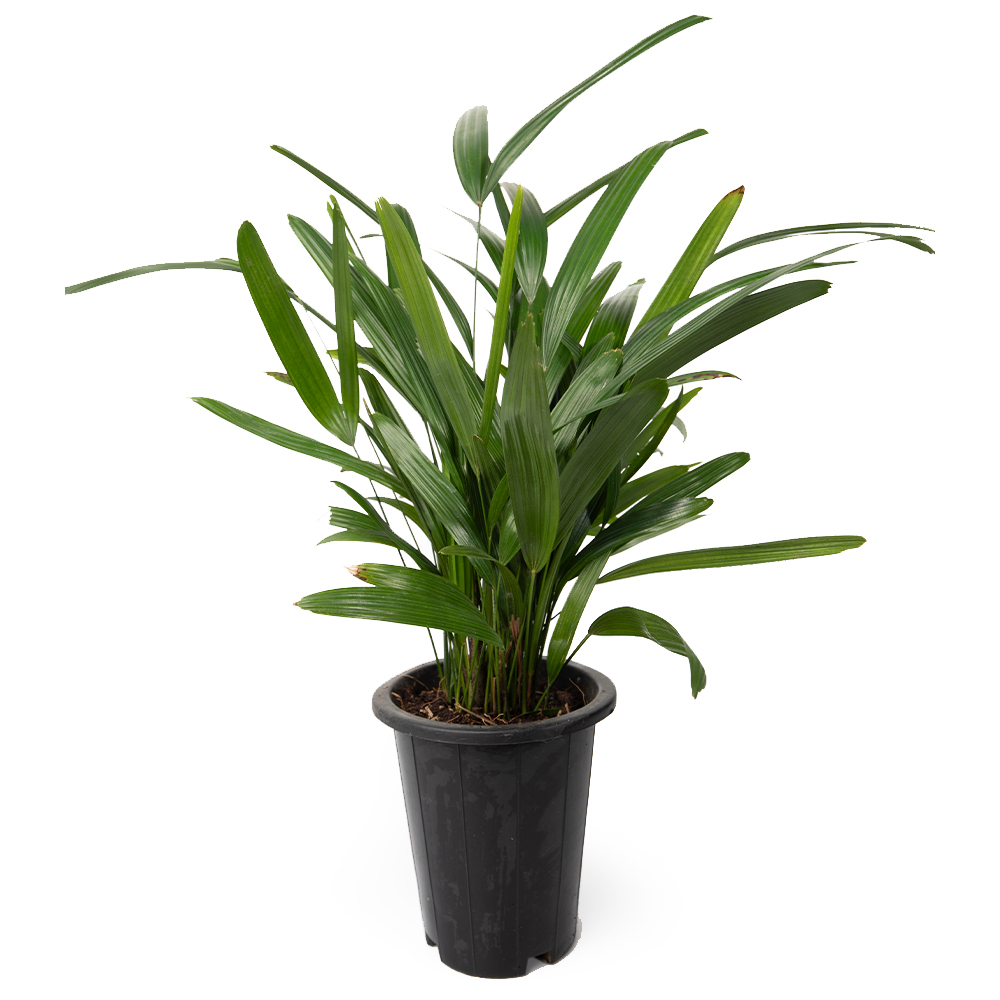 Дипсис микс 15 48 (предзаказ)