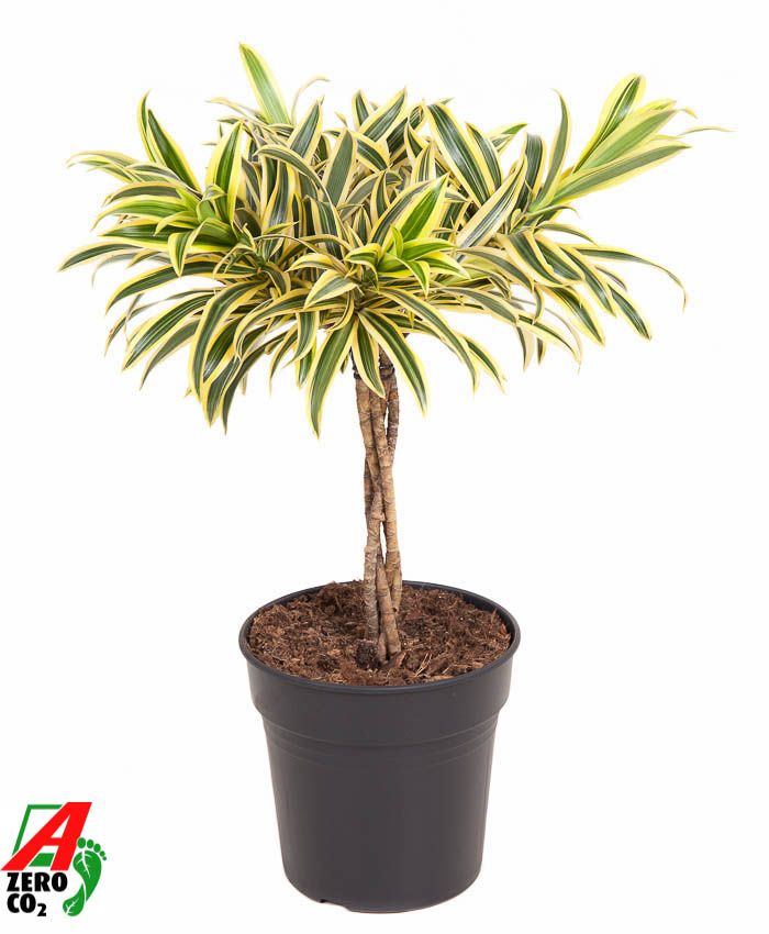 Dracaena Song Of India gevlochten stam P21, D 21