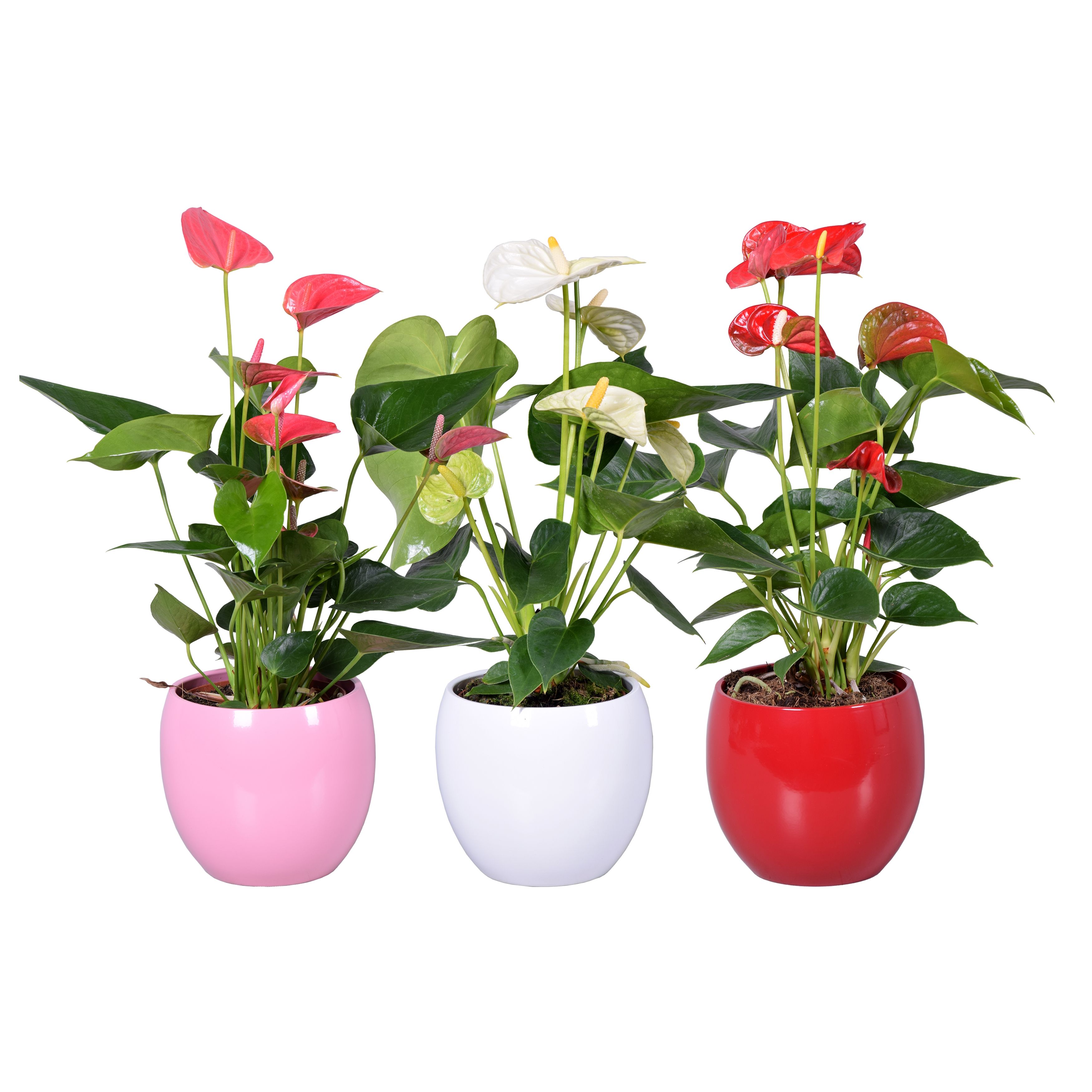 Anthurium Ton sur Ton in diverse kleuren bolpot, D 13