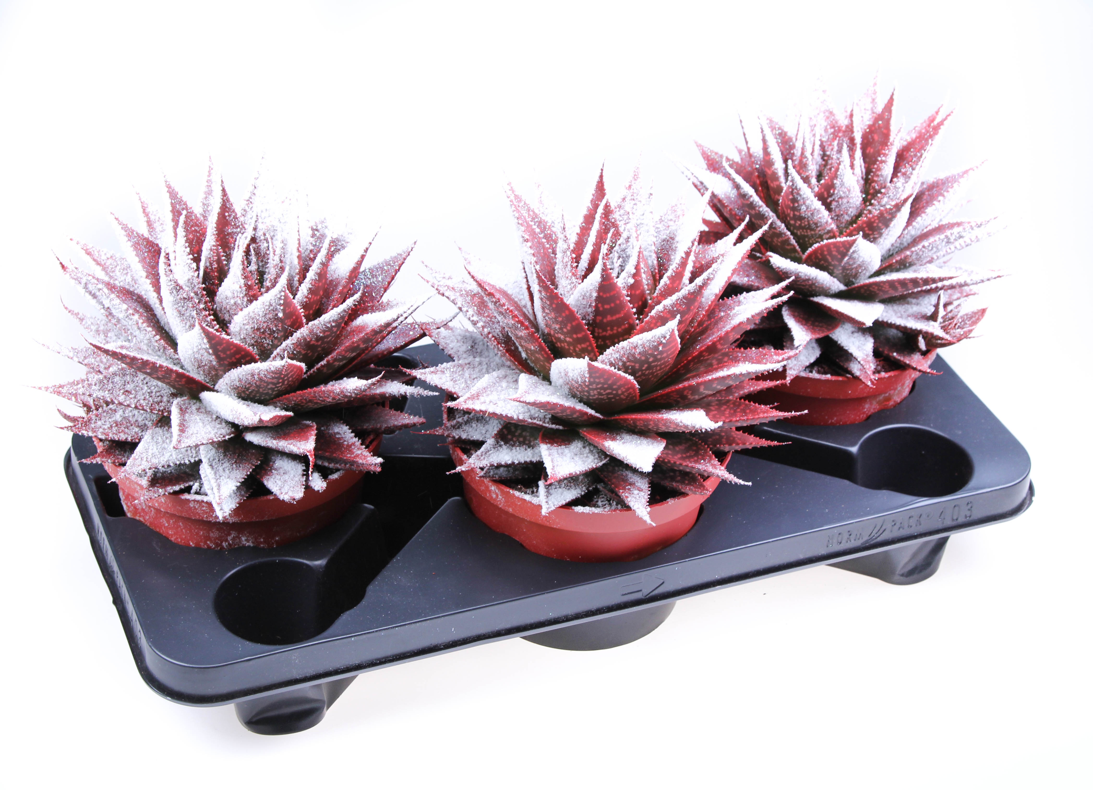 Aloe Snowy + bio snow, D 17