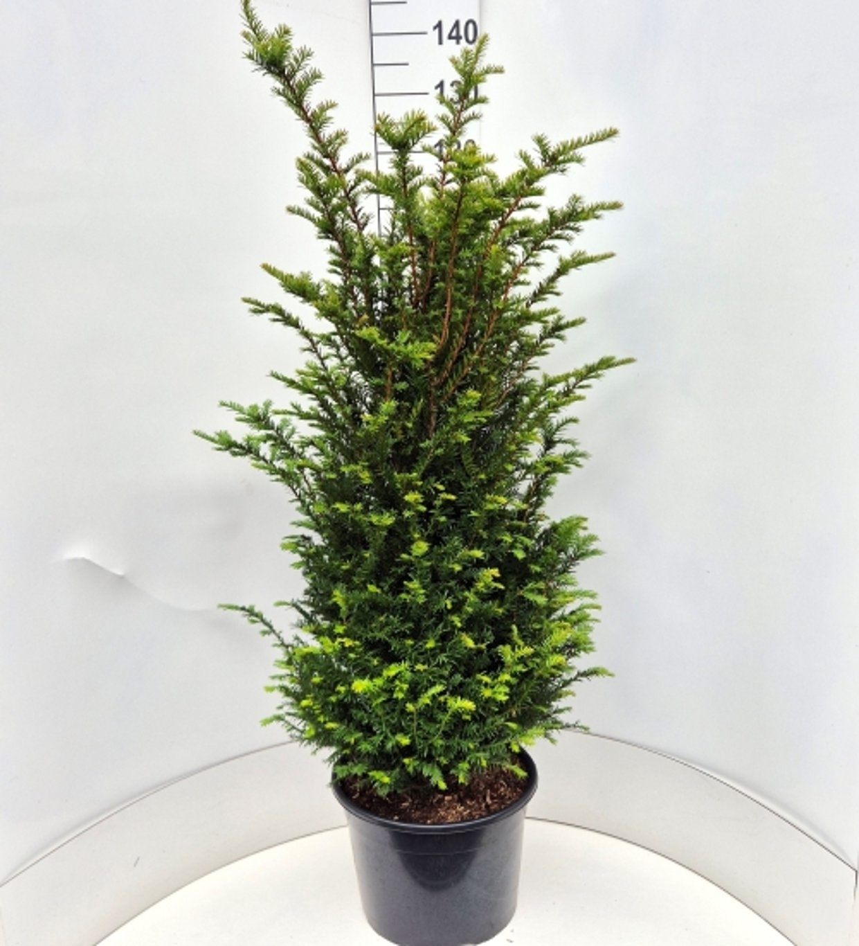 Taxus baccata, D 36