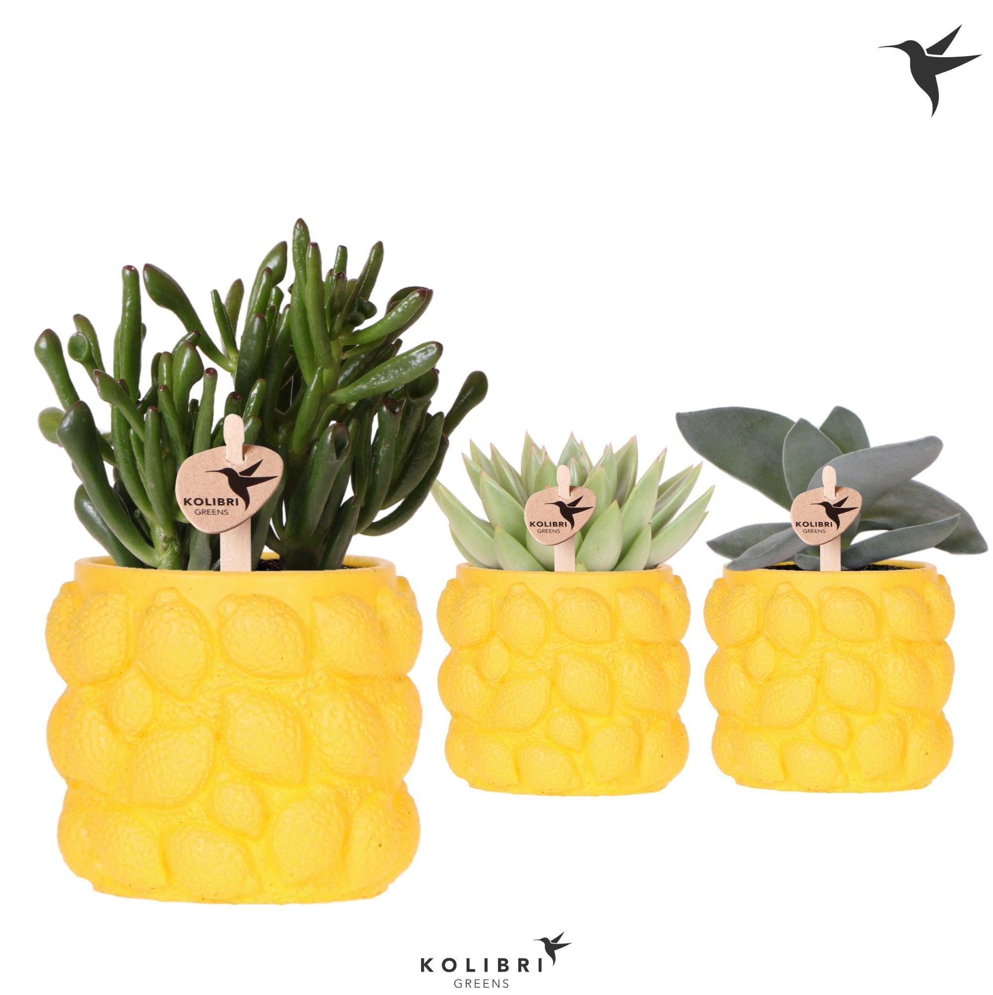 Kolibri Greens Succulenten mix in Citrus pot yellow, D 9