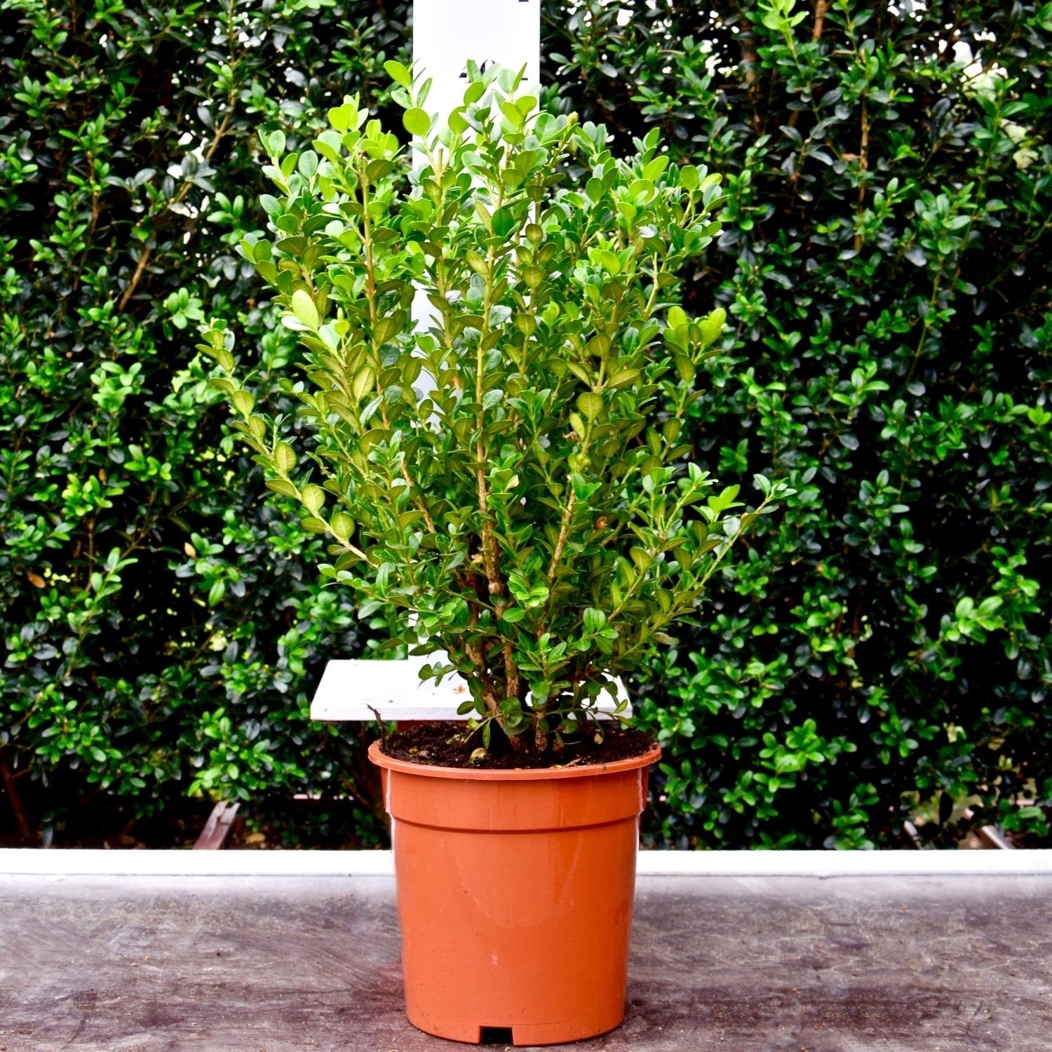 Buxus microphylla 'Faulkner' 30-40cm struik, D 17