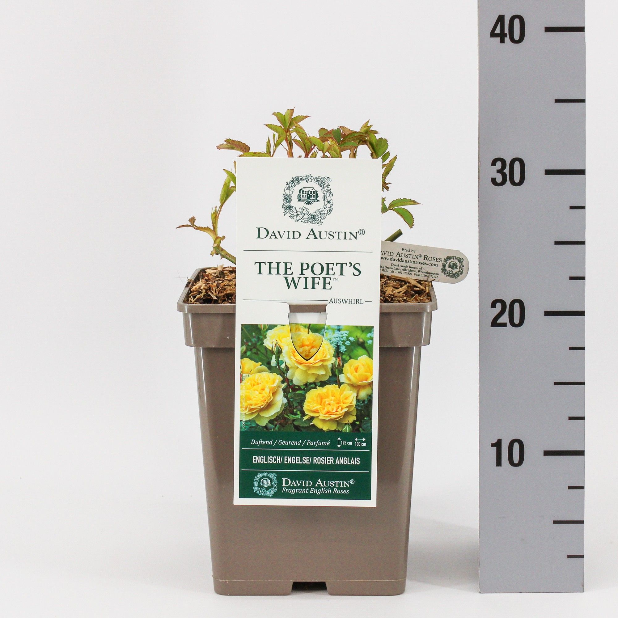 Rosa (Aus) The Poet's wife ®, C5, D 23