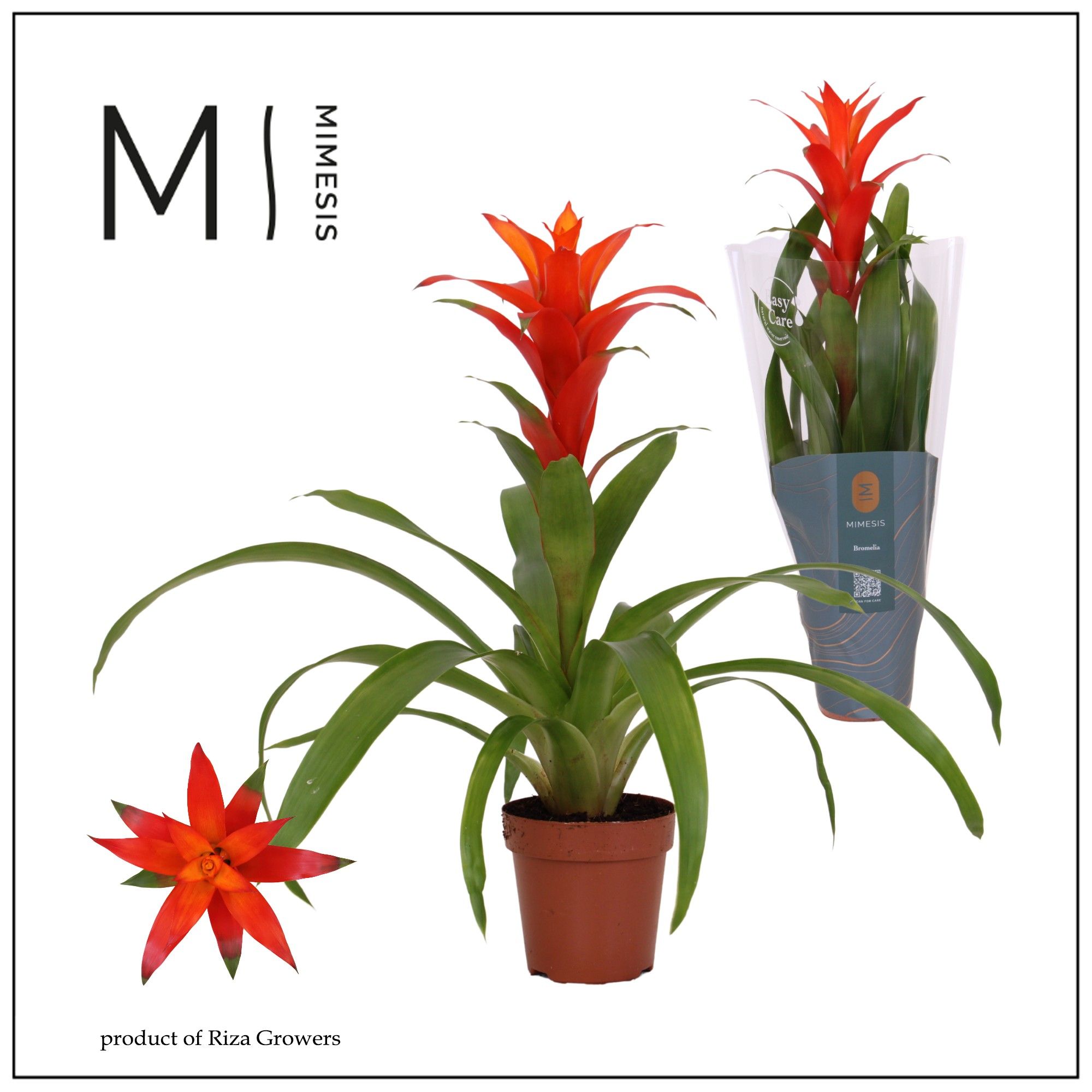 Guzmania Suerte Orange - 12cm | Mimesis, D 12
