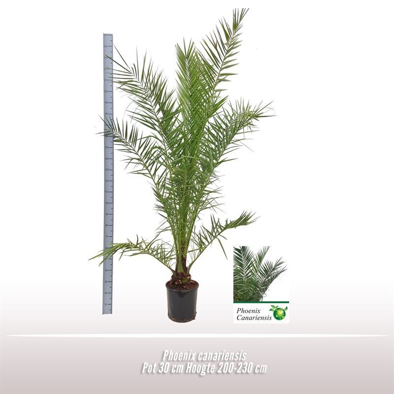 Phoenix canariensis, D 30