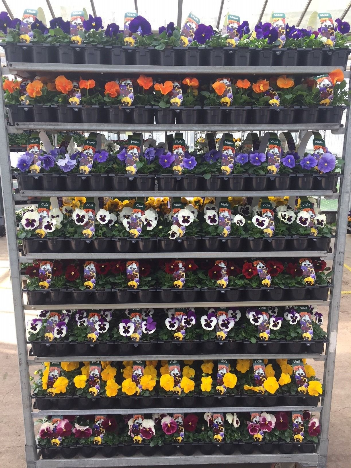 Viola wittrockiana F1 6-pack 9cm mixkar, D 9