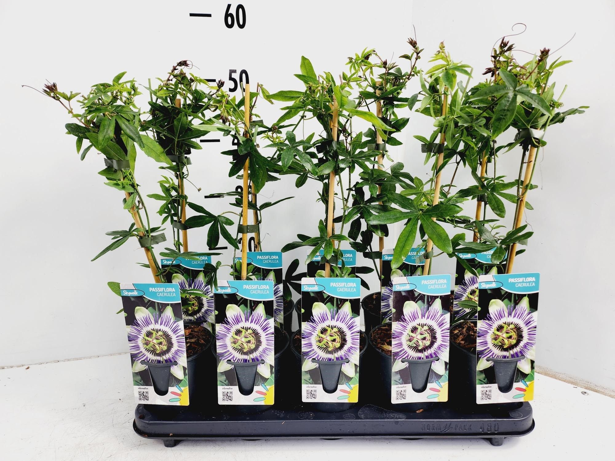 Passiflora Caerulea, D 12