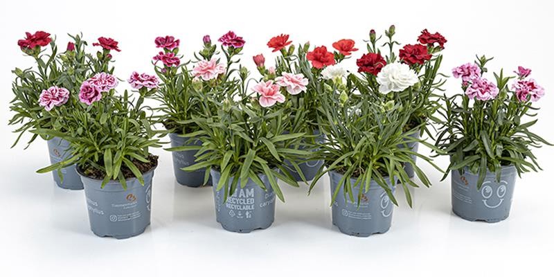 DIANTHUS CARYOPHYLLUS 'OSCAR', D 11