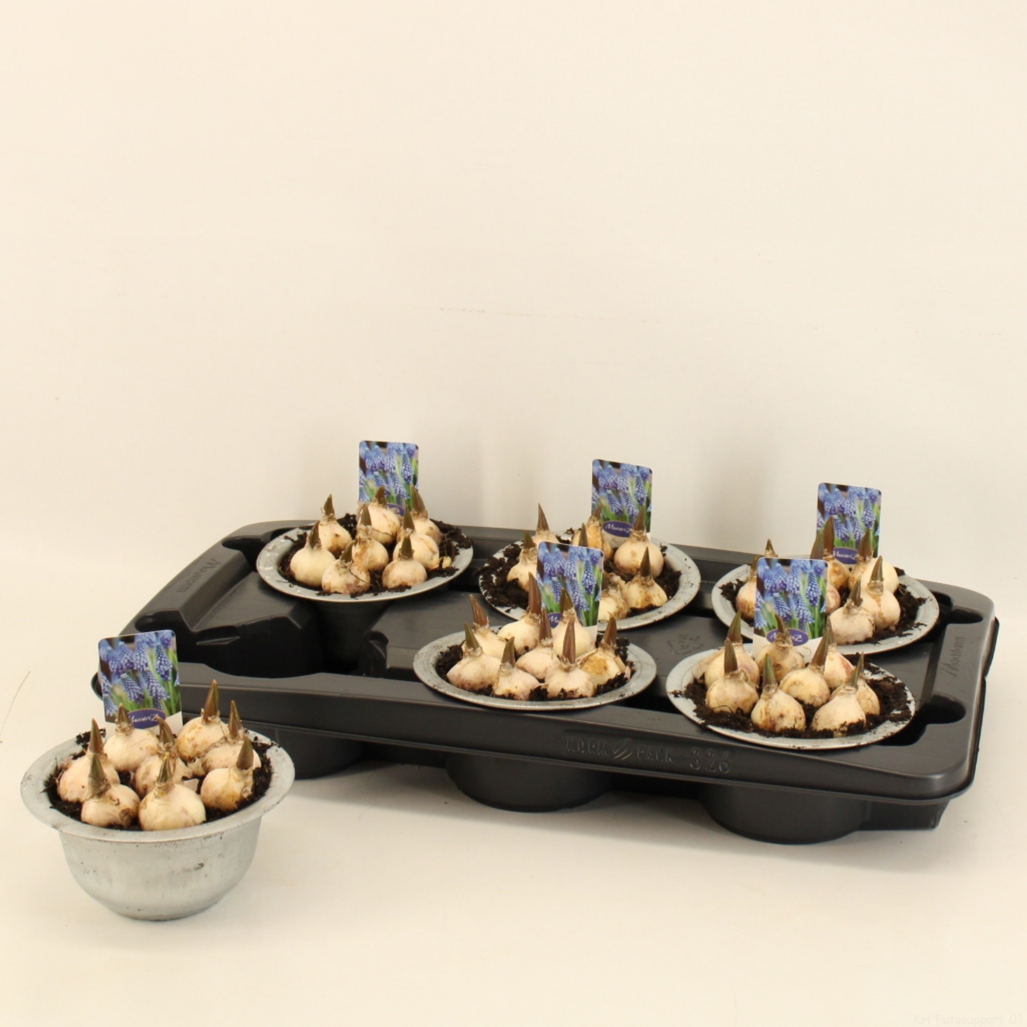 Muscari 15cm Zink, D 15