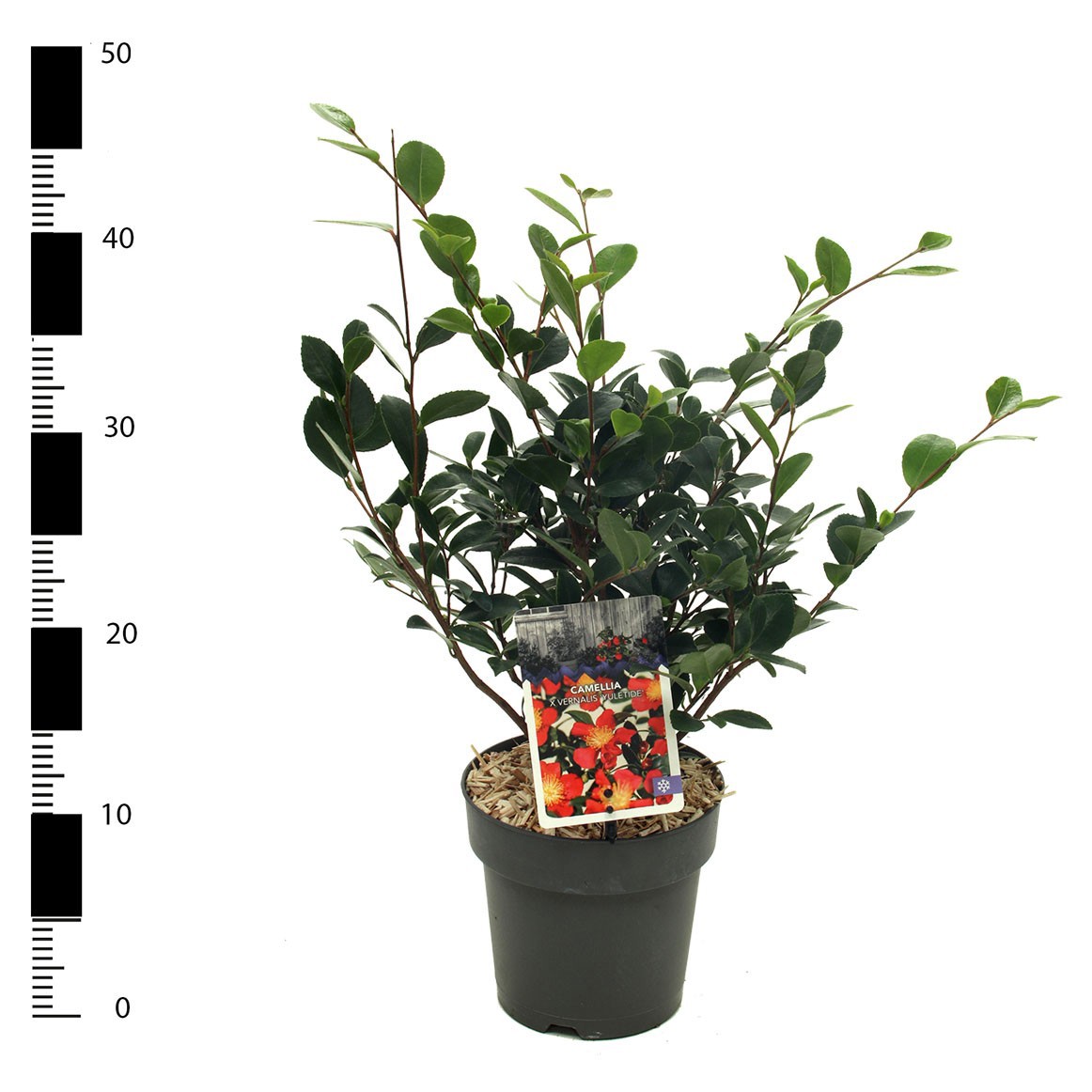 Camellia jap. 'Yuletide', D 15