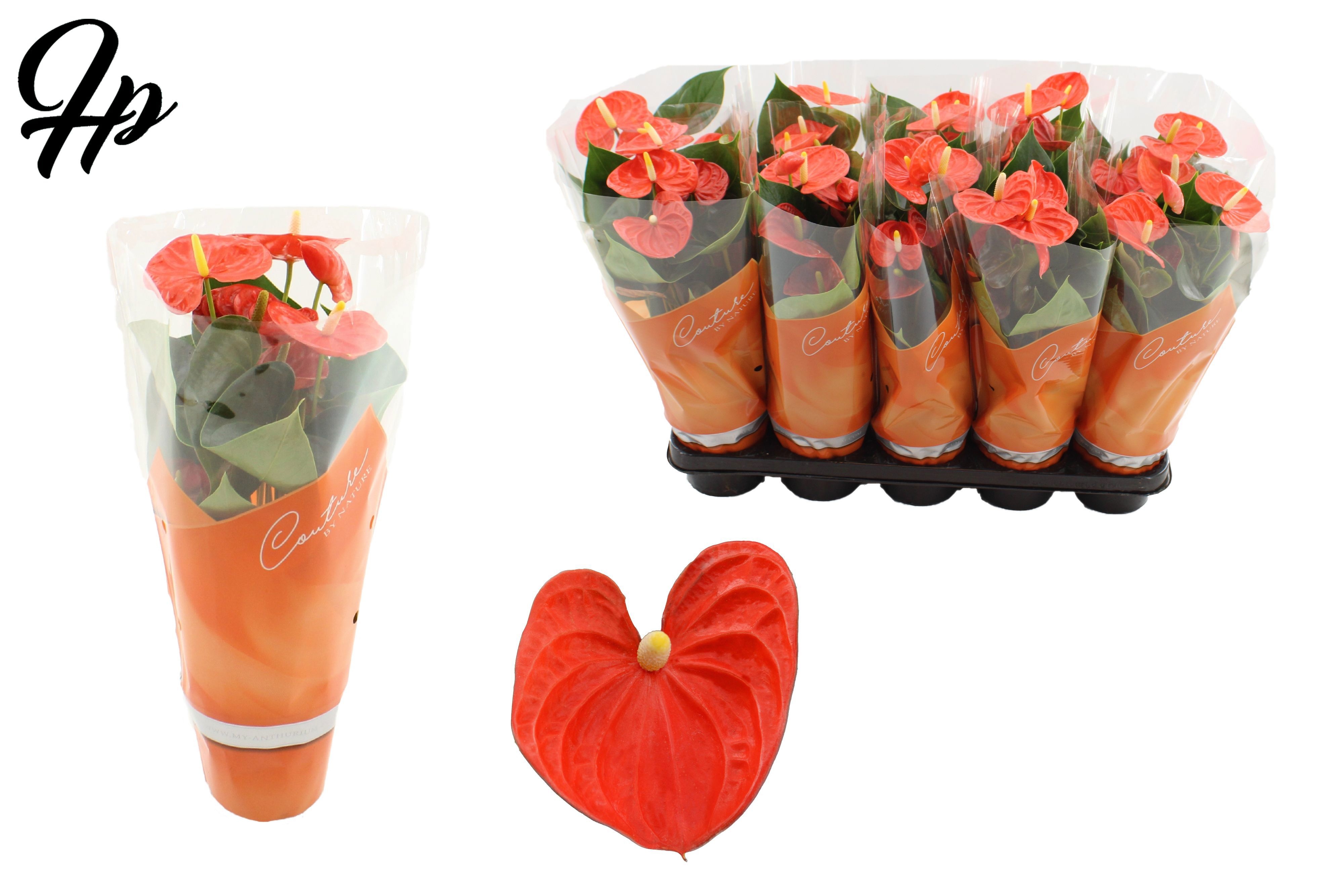 Anthurium Cinemato in Couture sleeve, D 12