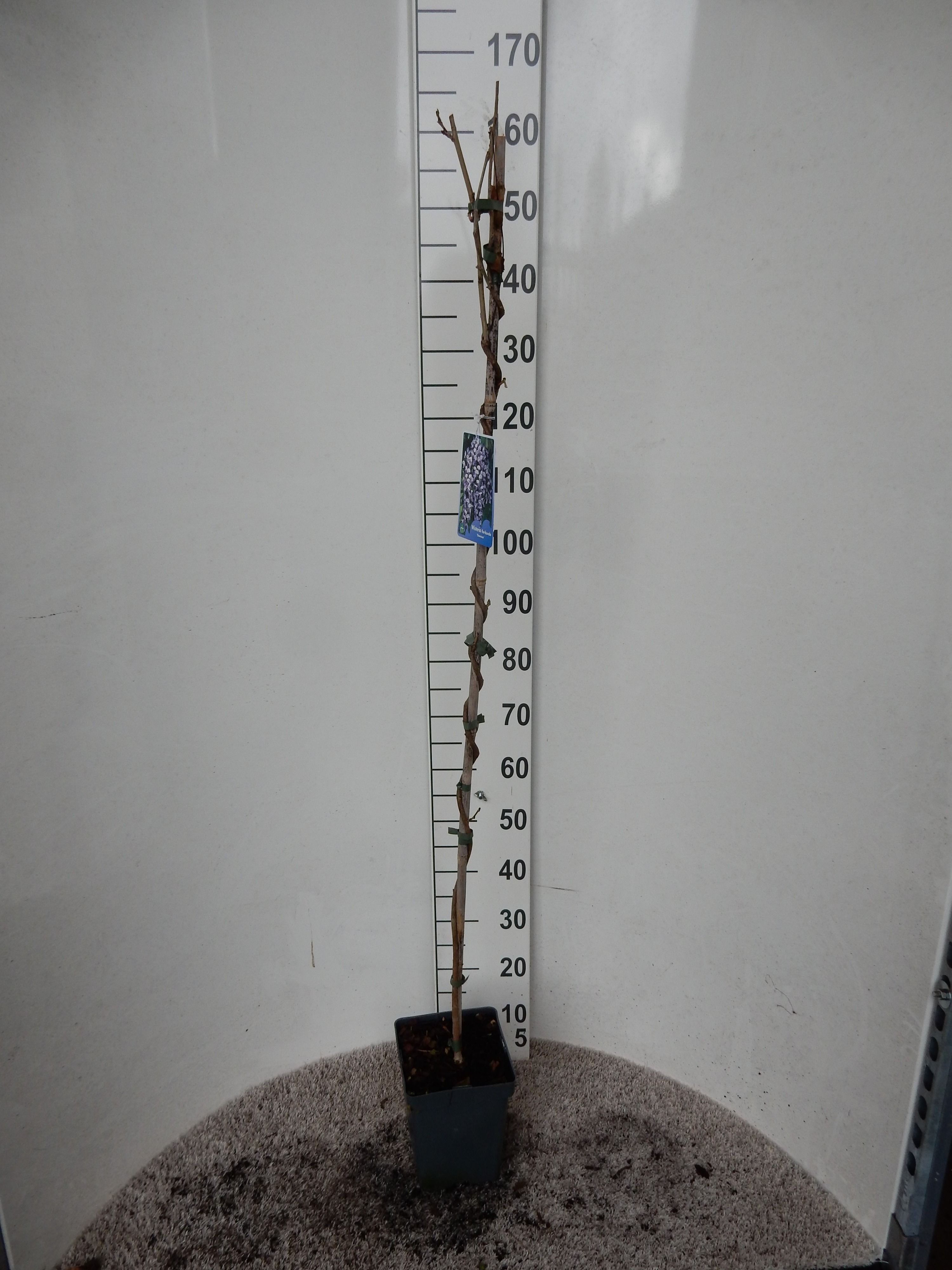 Wisteria floribunda Domino 120 cm P19, D 19