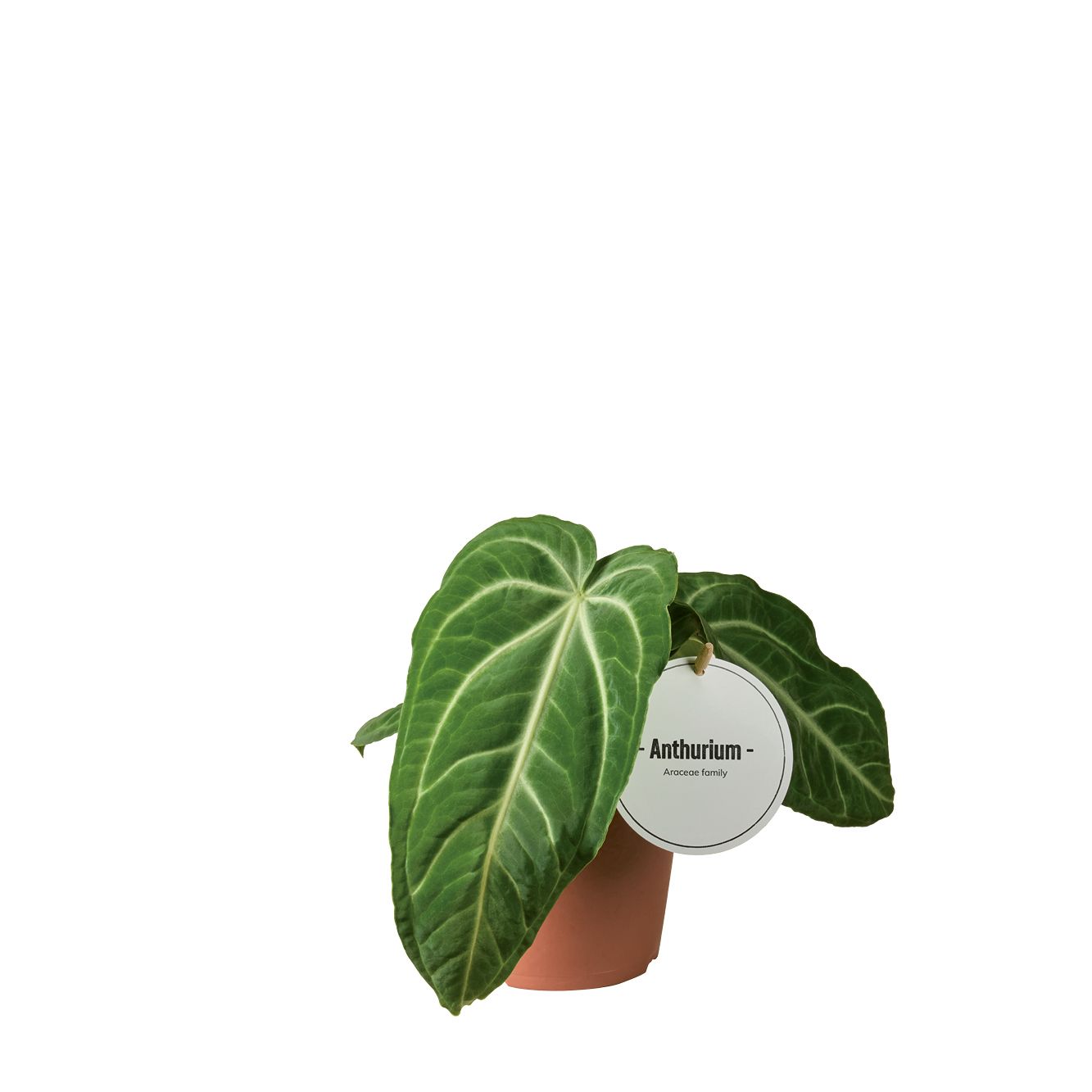 Anthurium Villenaorum, D 12