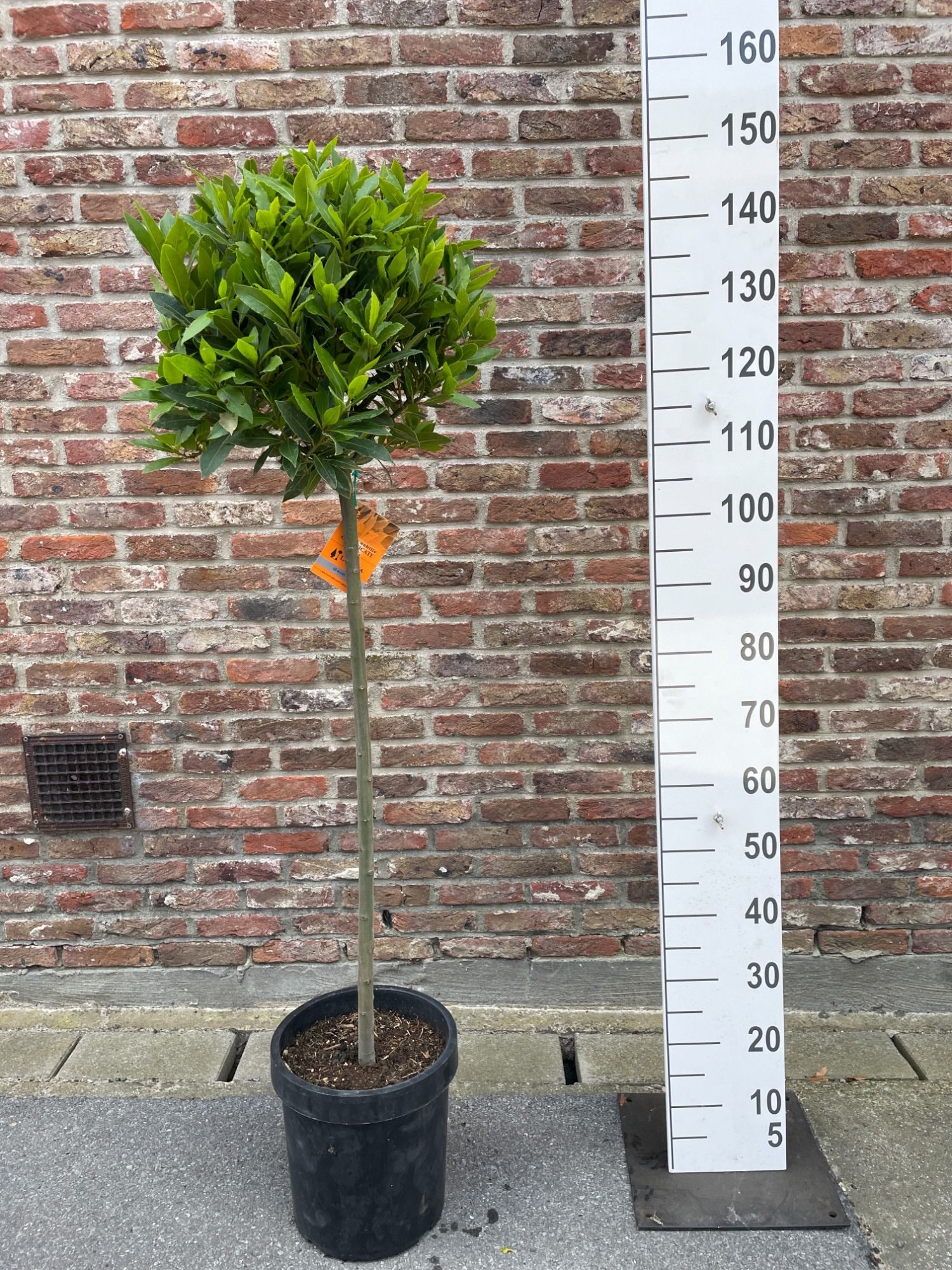 LAURUS NOBILIS BOL 3/4 ST 40/45 P 25, D 25