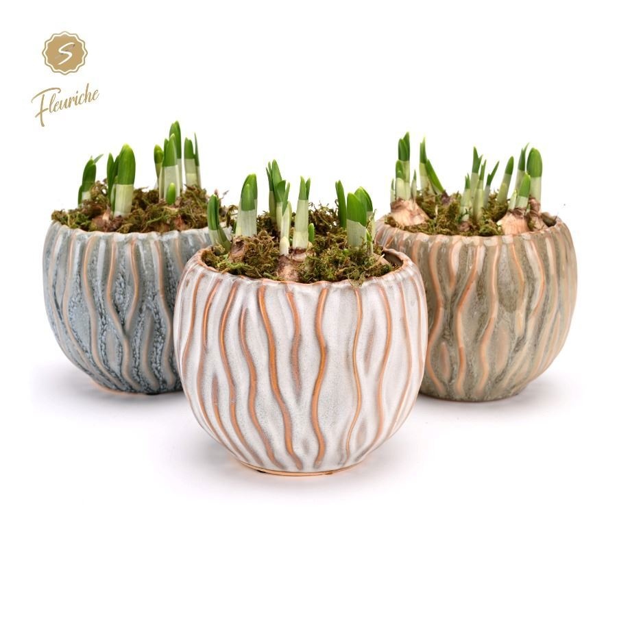 (3625) Narcissus Squiggle pot [L] 3PP Mos, D 14