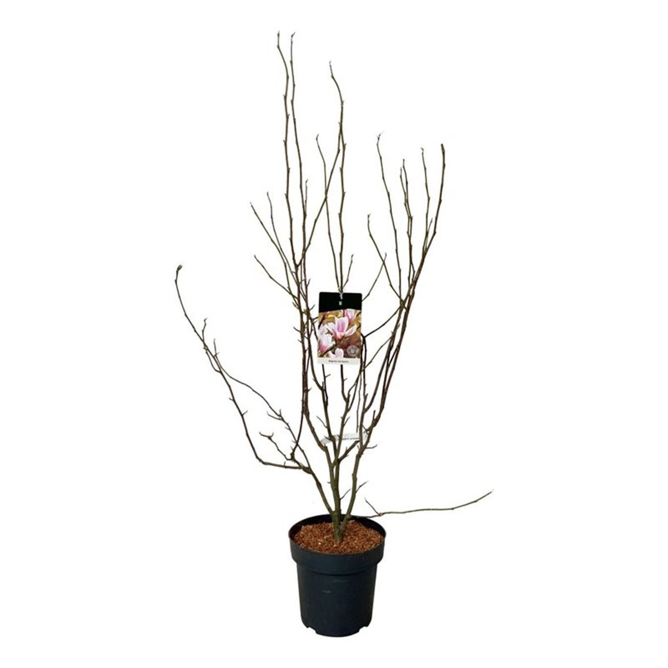 Magnolia soulangeana, D 32