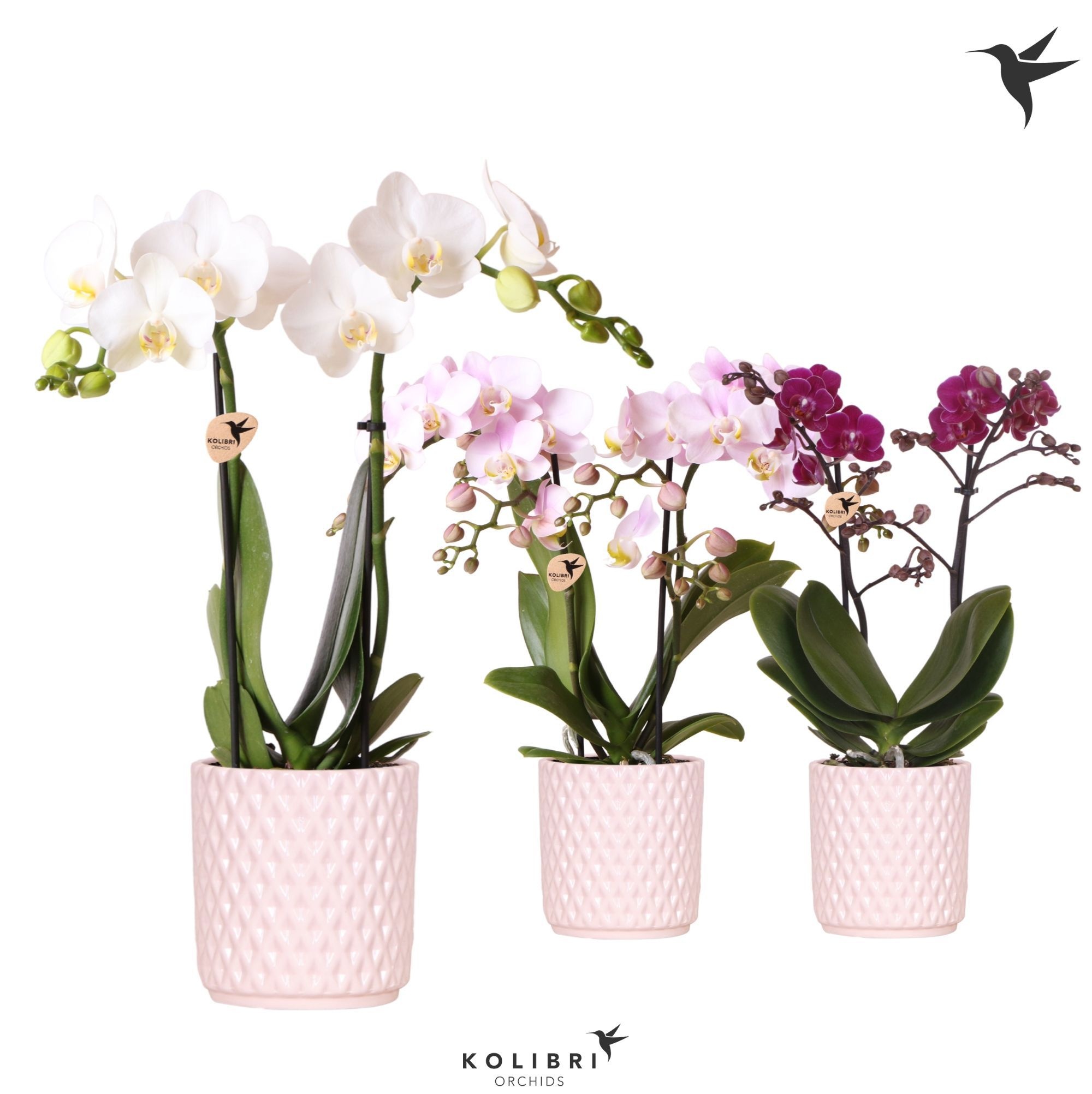 Kolibri Orchids Phalaenopsis mix 2 spike in Diamond Pearl pink, D 9
