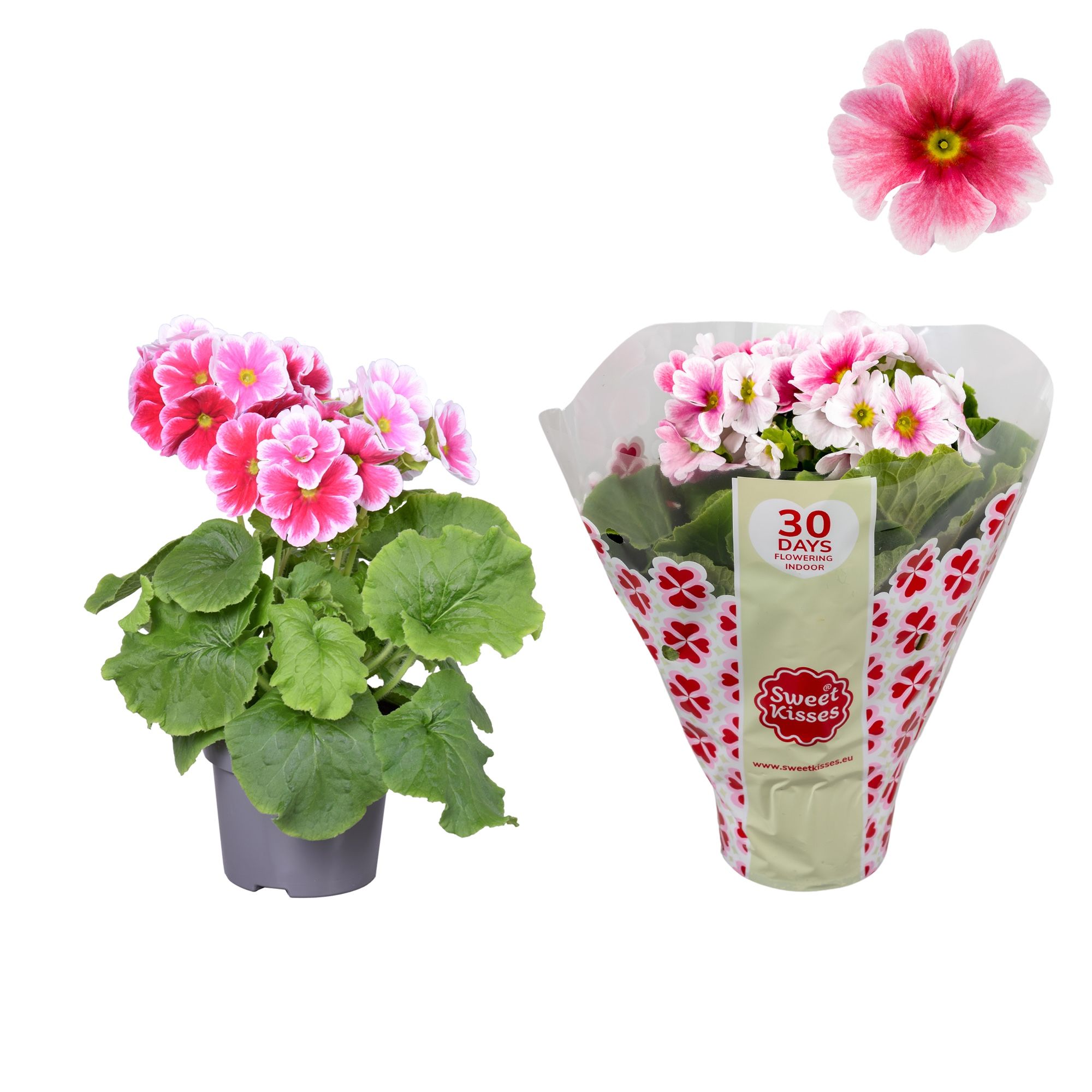 Primula Sweet Kisses Rood/wit, D 12