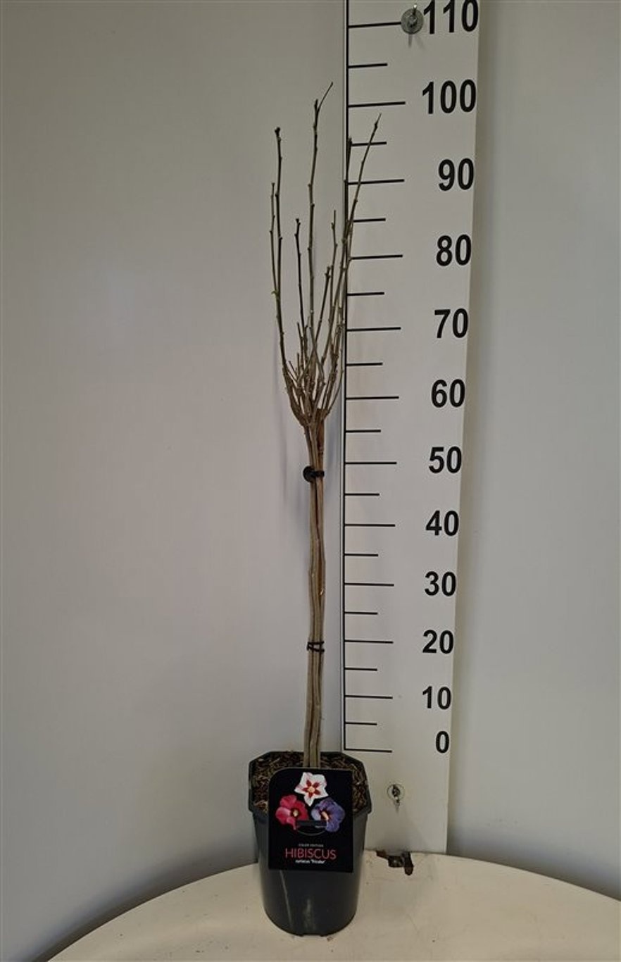 Hibiscus syr. 'Tri-color', D 21