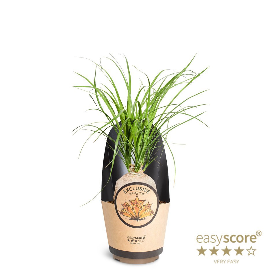 Beaucarnea recurvata ´Nolina´, D 17