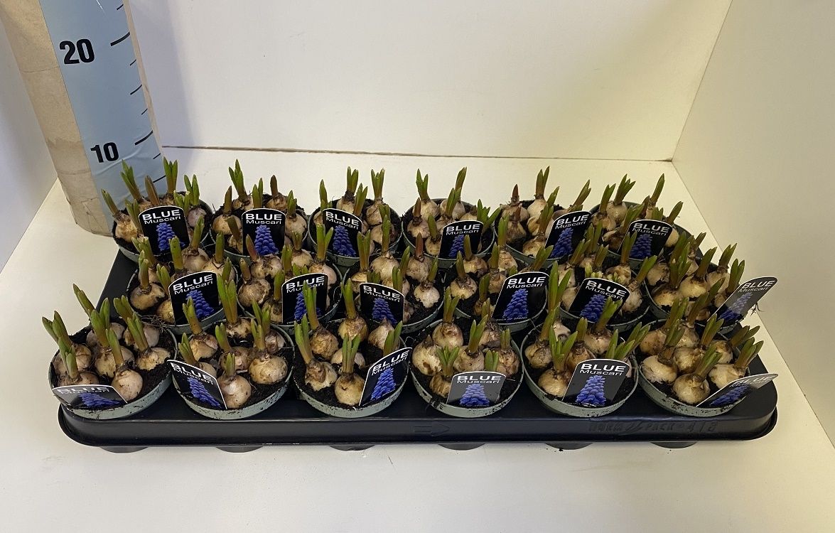 Muscari blauw in olijf groene pot, D 9