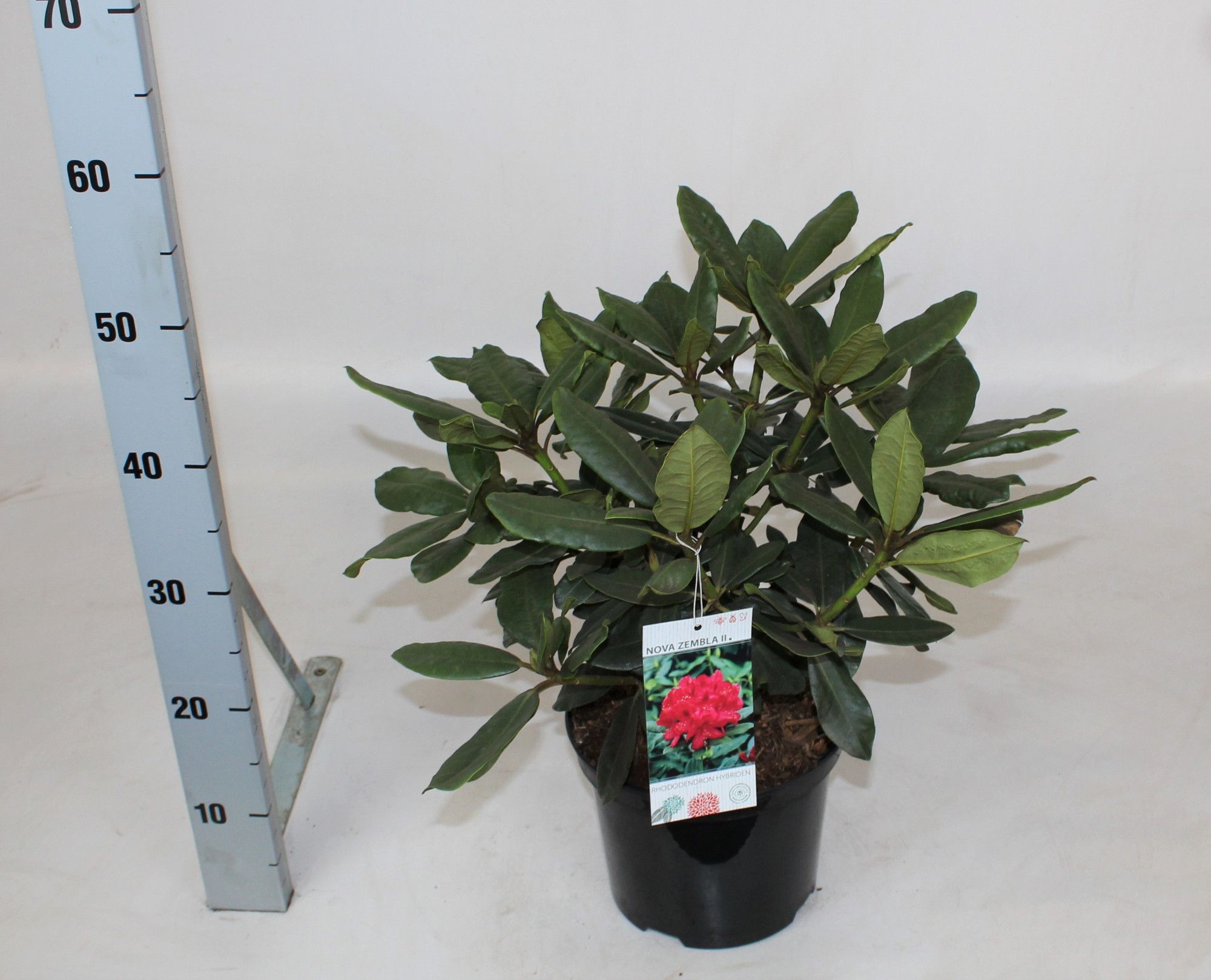 Rhododendron 'Nova Zembla', D 21