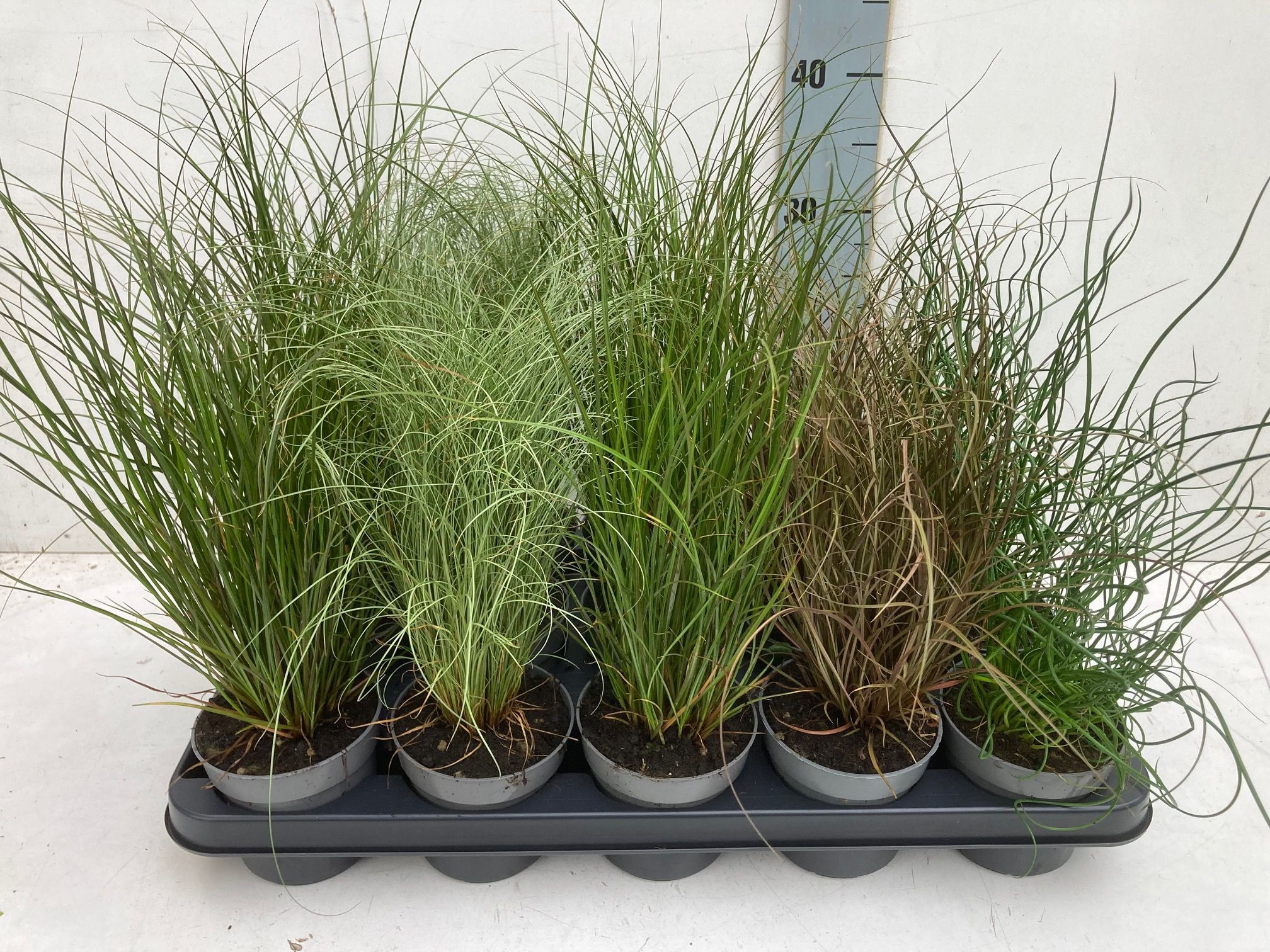 siergrassen mengtray, D 10,5