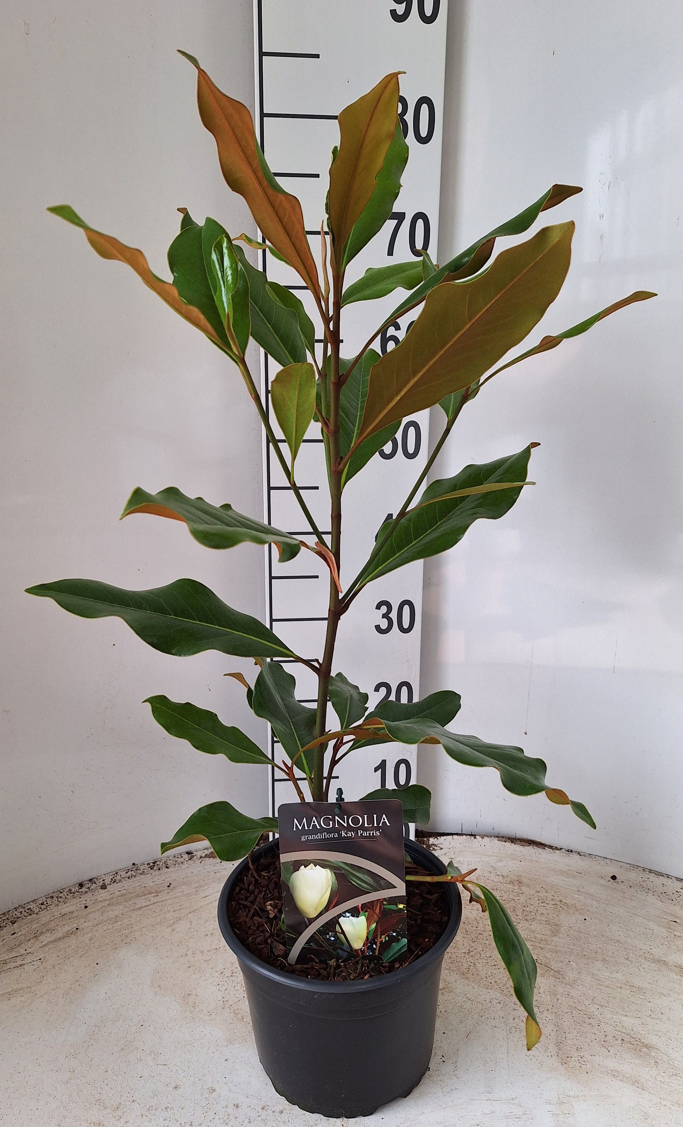 Magnolia grandiflora Kay Parris, D 21